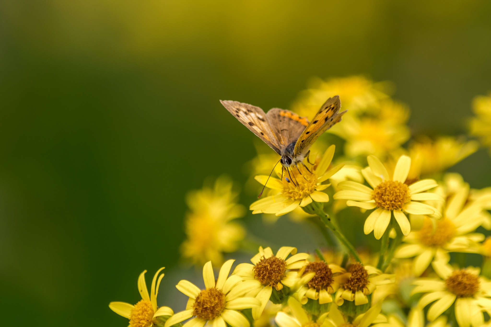 Download mobile wallpaper Flower, Macro, Insect, Butterfly, Animal, Yellow Flower for free.