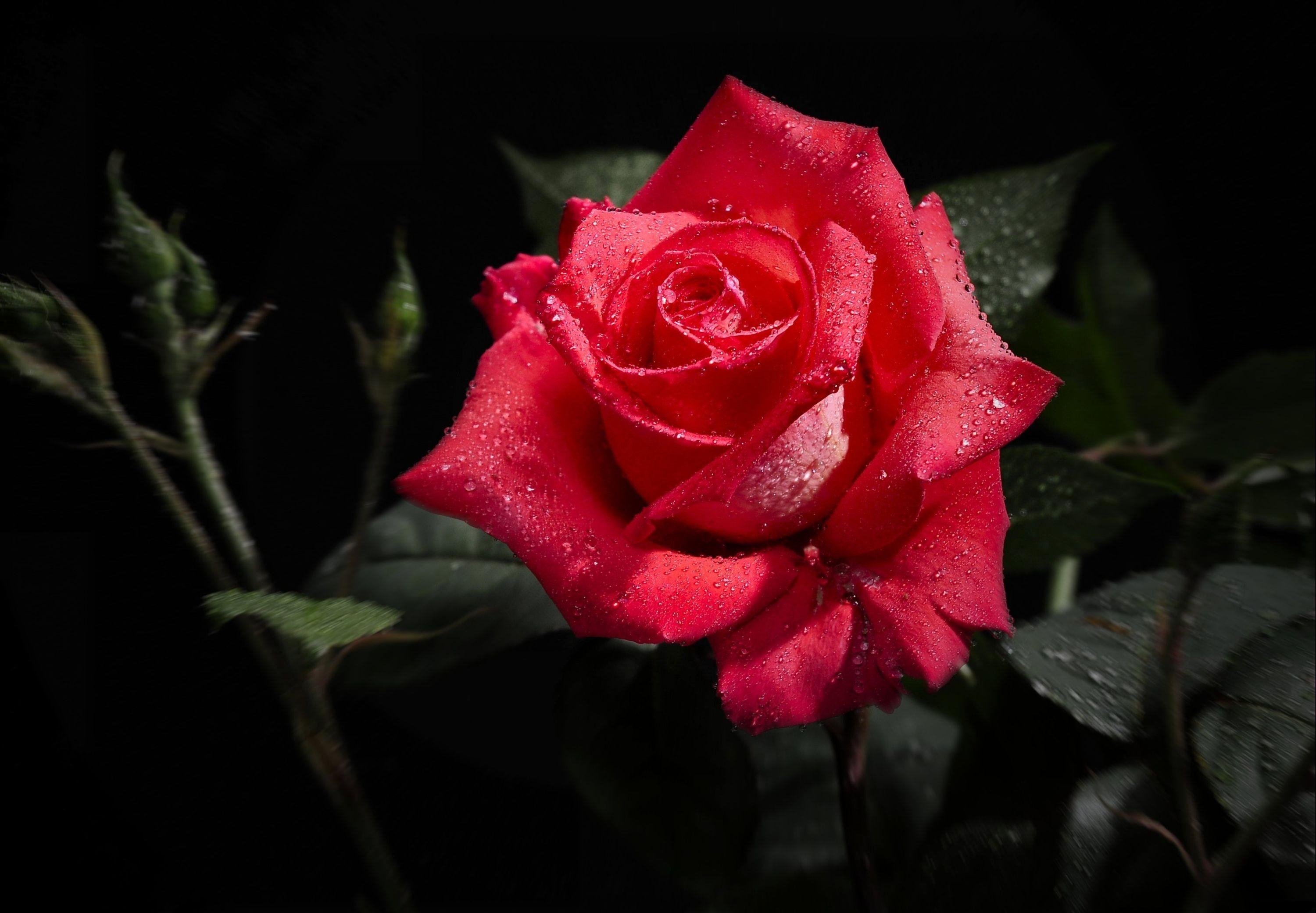 133024 télécharger l'image fleurs, rose, drops, fleur, une rose, bourgeon, fraîcheur, fond noir - fonds d'écran et économiseurs d'écran gratuits
