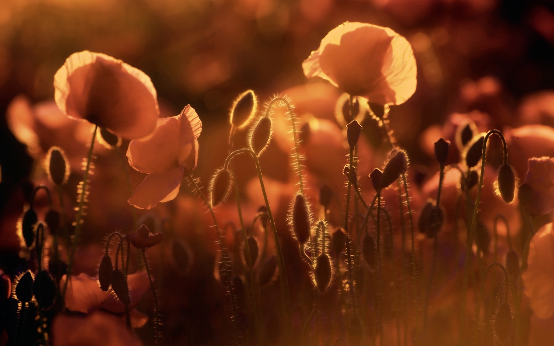 Descarga gratis la imagen Amapola, Flores, Flor, Tierra/naturaleza en el escritorio de tu PC