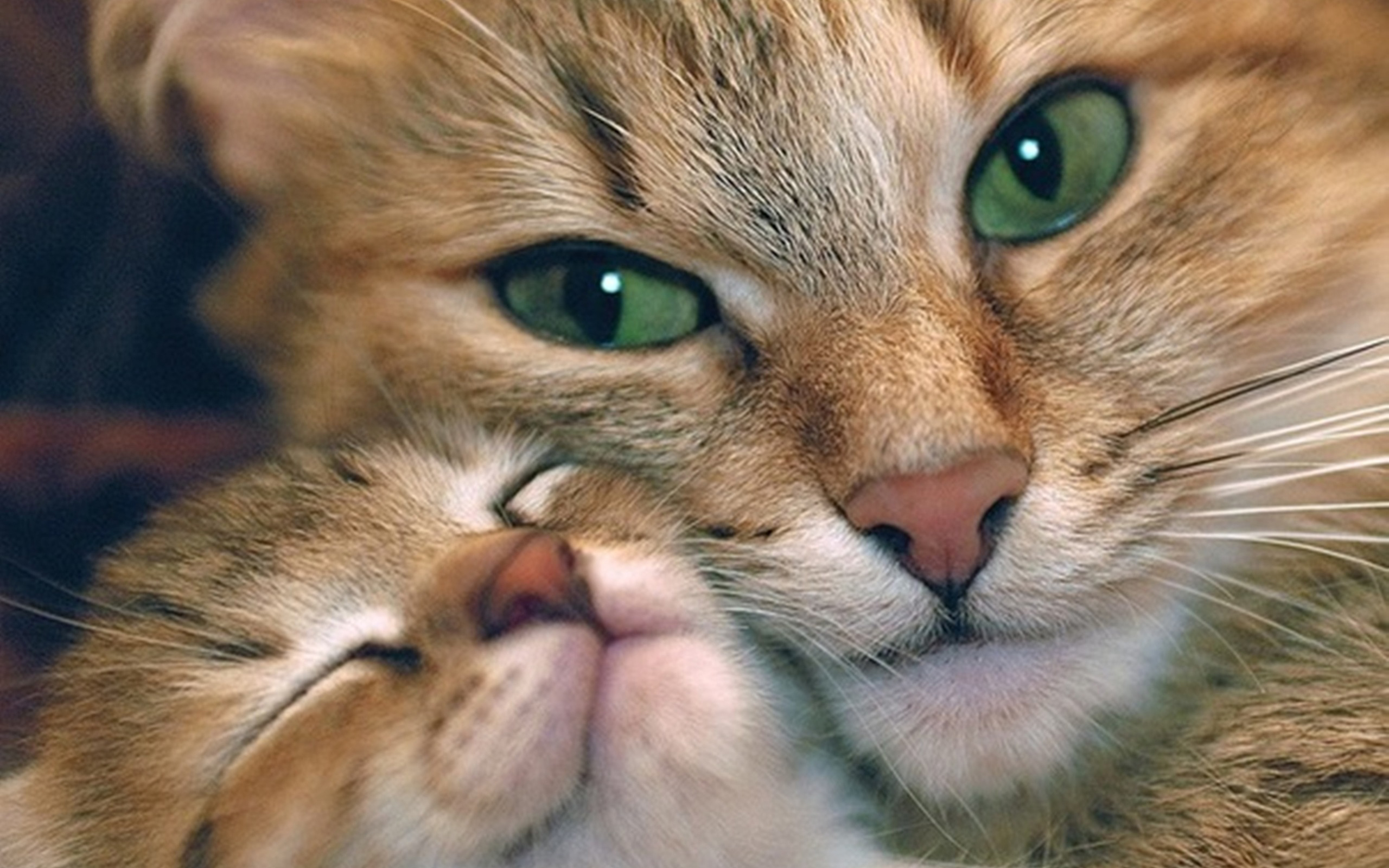 Download mobile wallpaper Cats, Cat, Animal for free.