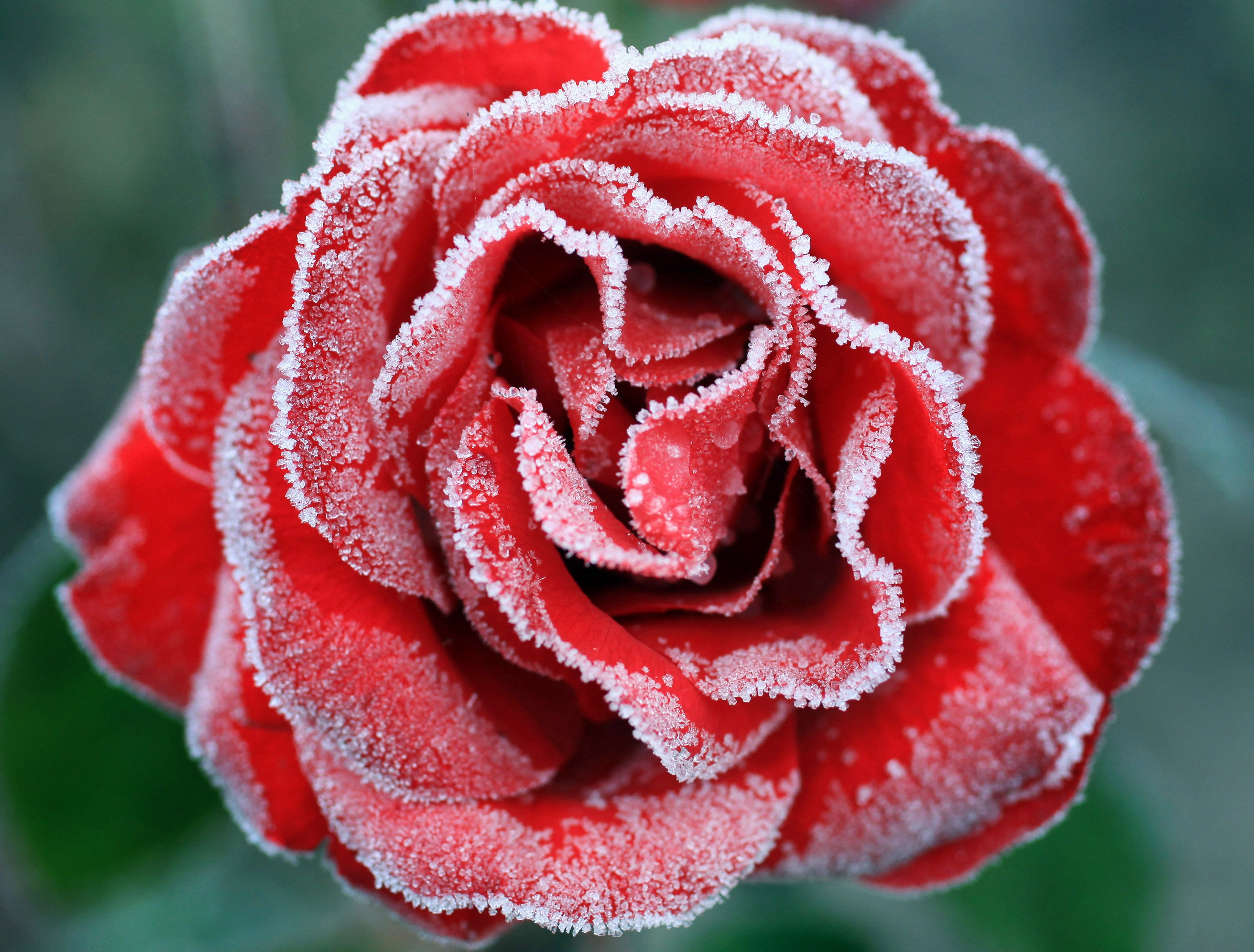 Download mobile wallpaper Flowers, Rose, Earth, Frozen for free.