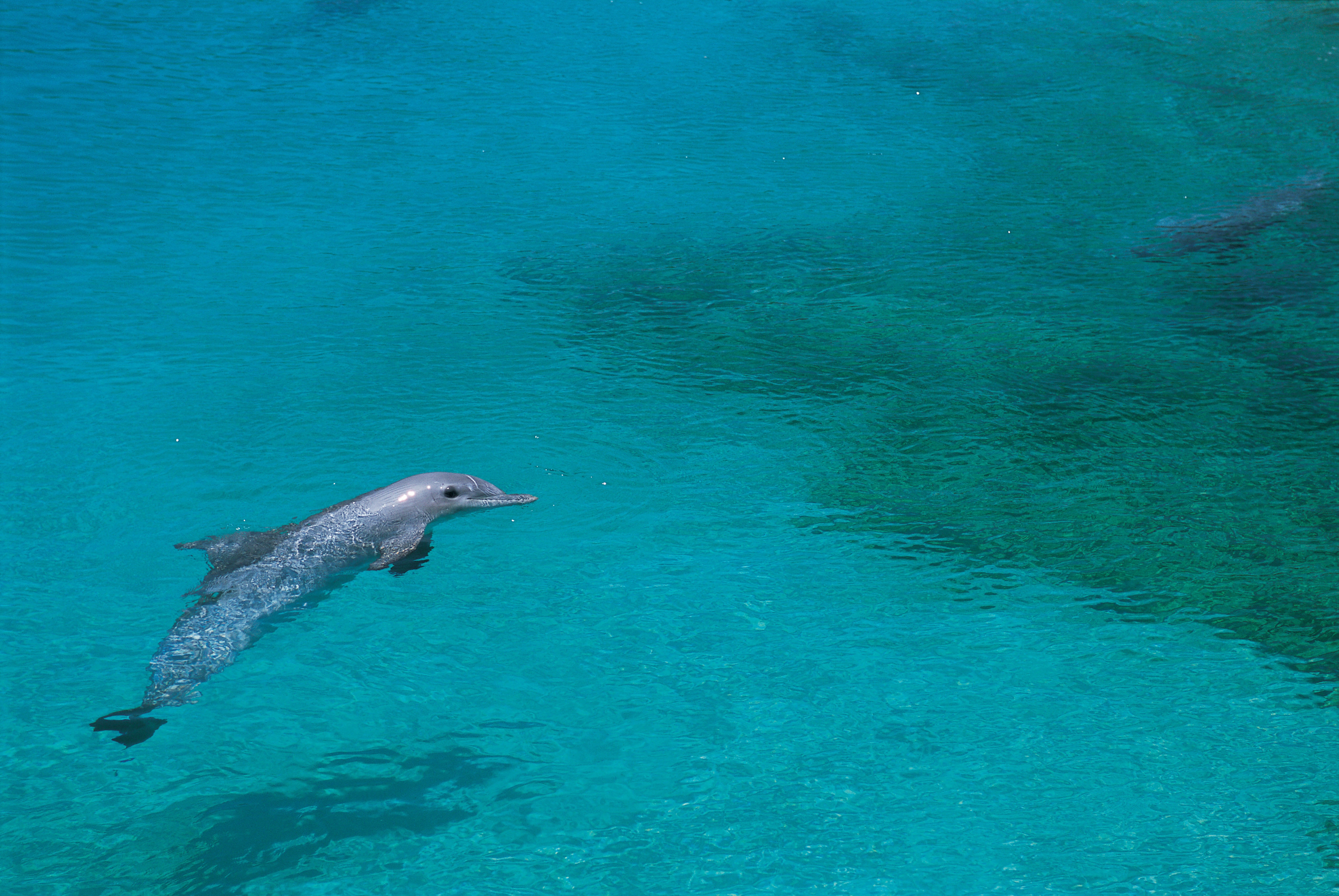 138516壁紙のダウンロード動物, イルカ, 泳ぐには, 泳ぐ, 浅い水, 浅瀬-スクリーンセーバーと写真を無料で