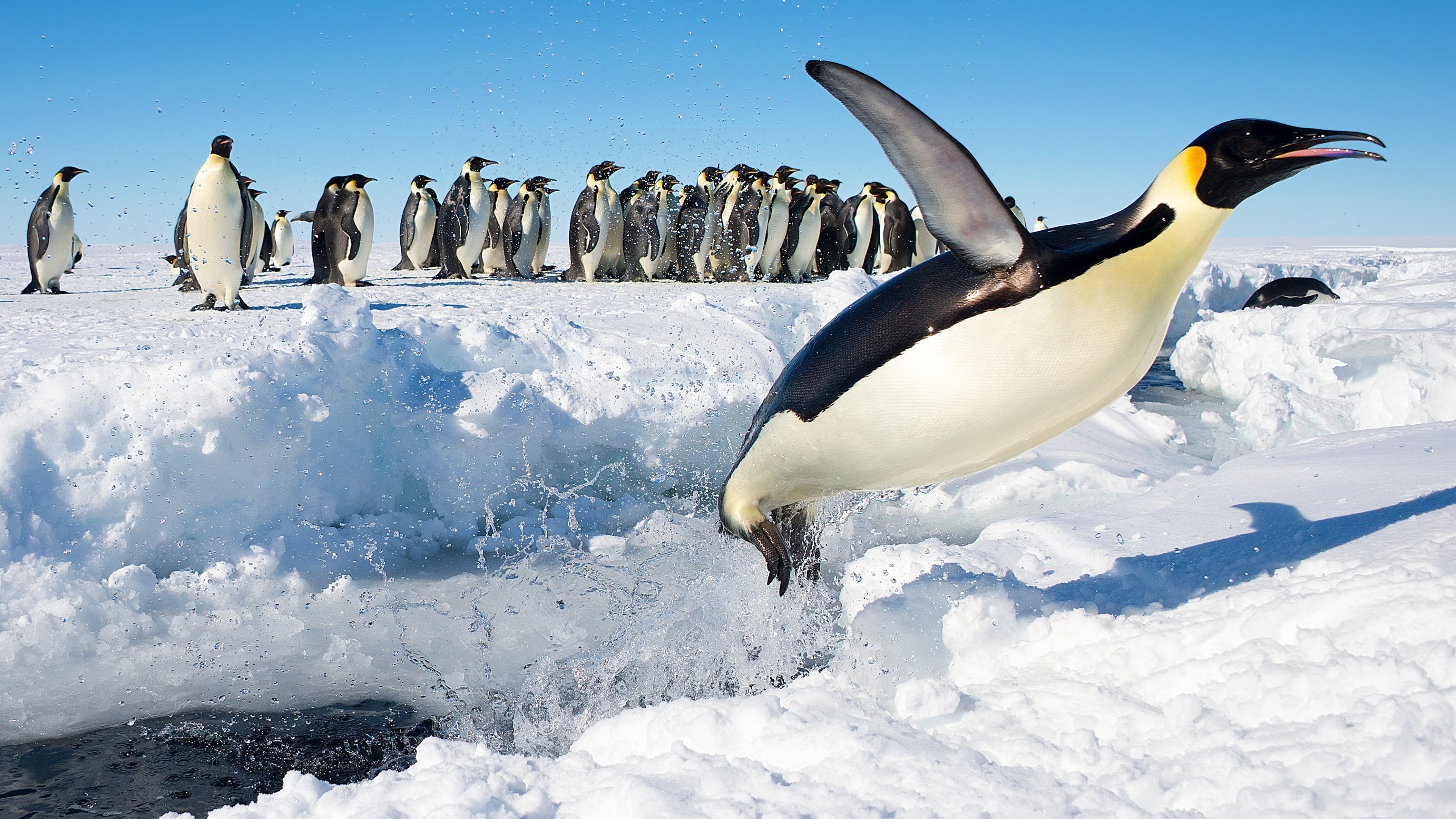 Free download wallpaper Animal, Penguin on your PC desktop