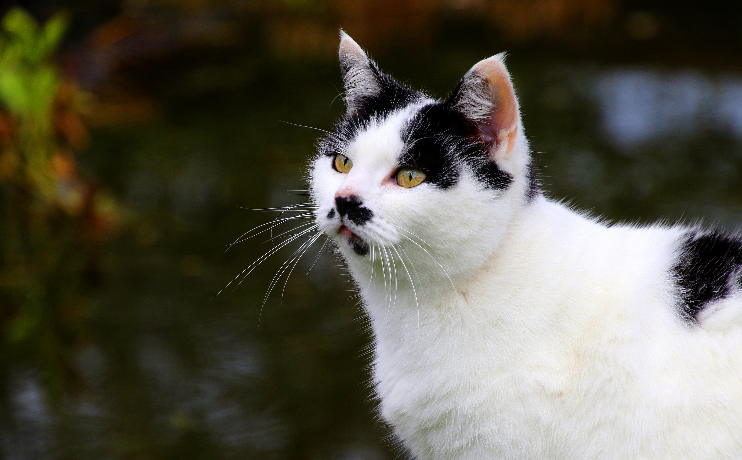 Descarga gratuita de fondo de pantalla para móvil de Animales, Gatos, Gato.