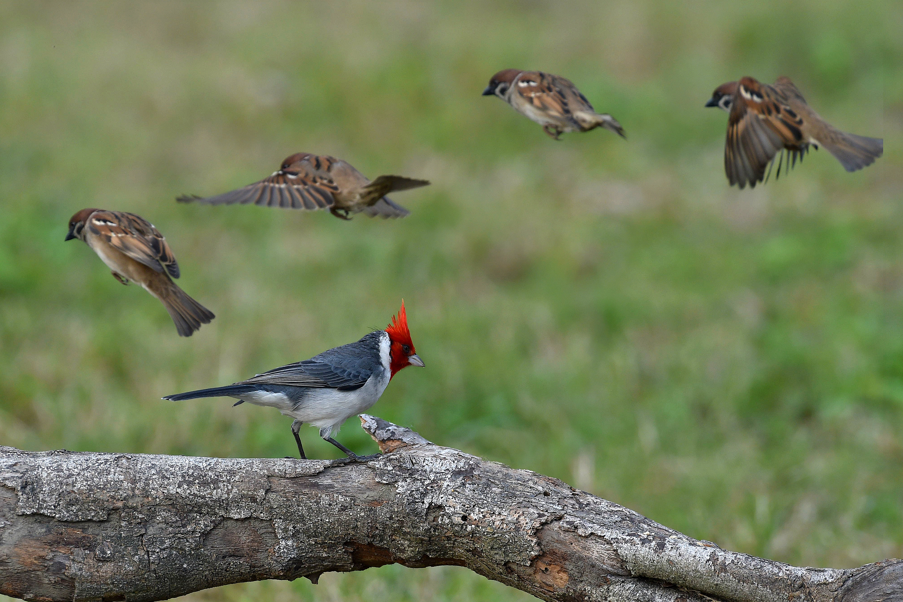 branch, animal, red crested cardinal, bokeh, cardinal, flight, sparrow, birds