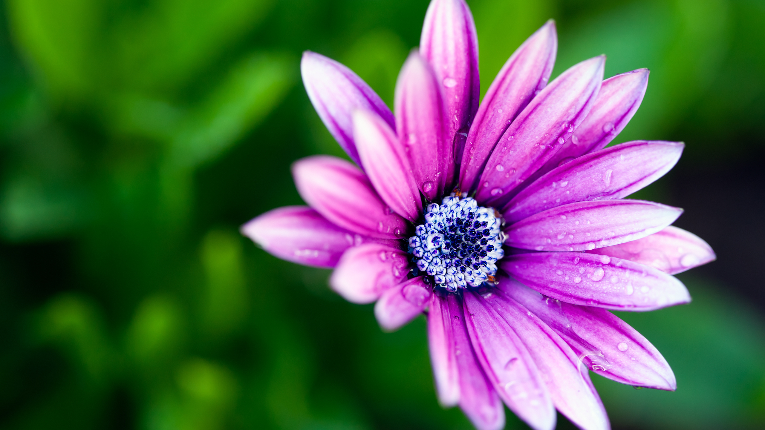 Téléchargez gratuitement l'image Fleur, Terre/nature sur le bureau de votre PC