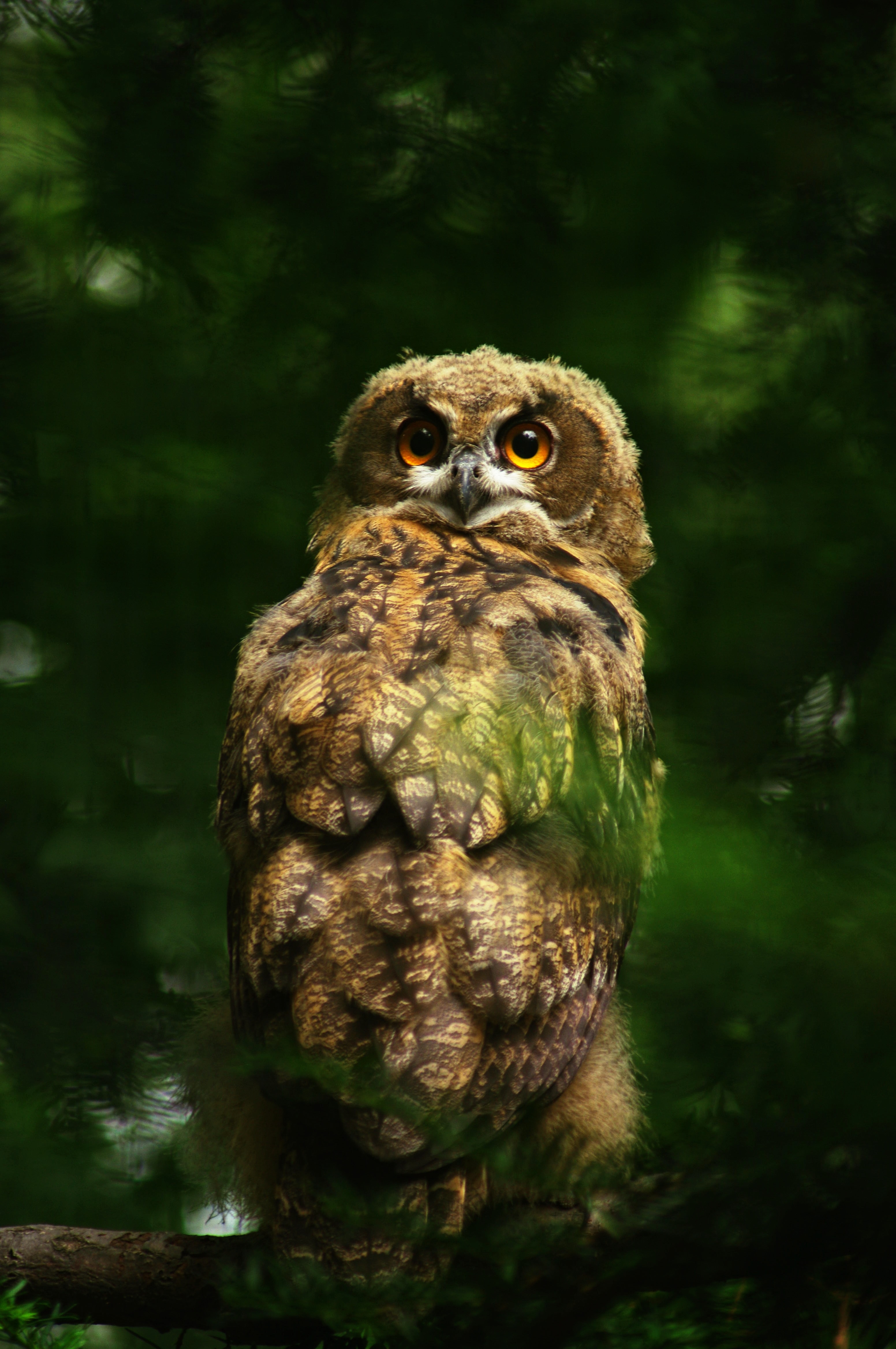 Free download wallpaper Animals, Feather, Sight, Opinion, Bird, Predator, Owl on your PC desktop