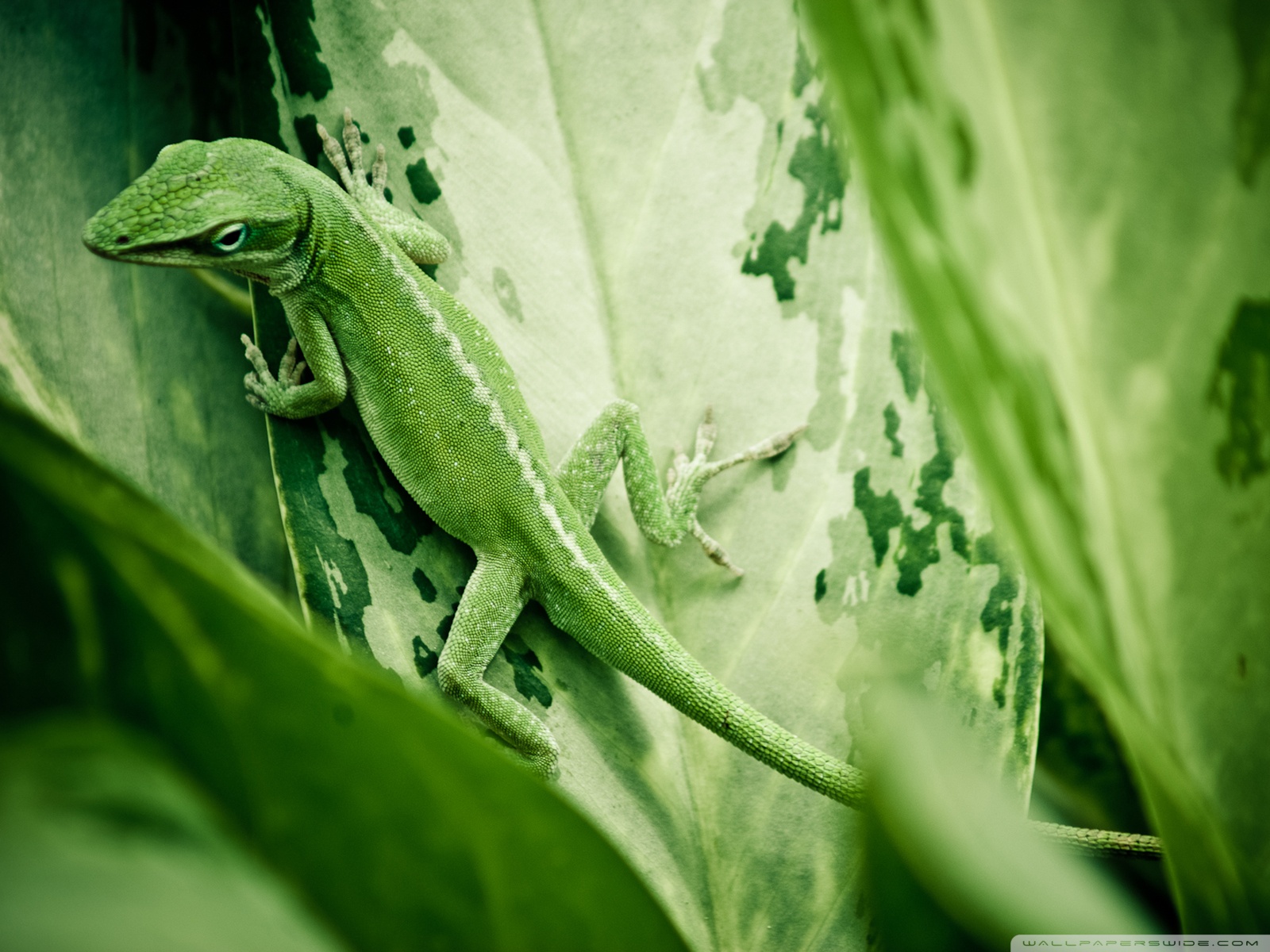 Descarga gratuita de fondo de pantalla para móvil de Lagarto, Reptiles, Animales.