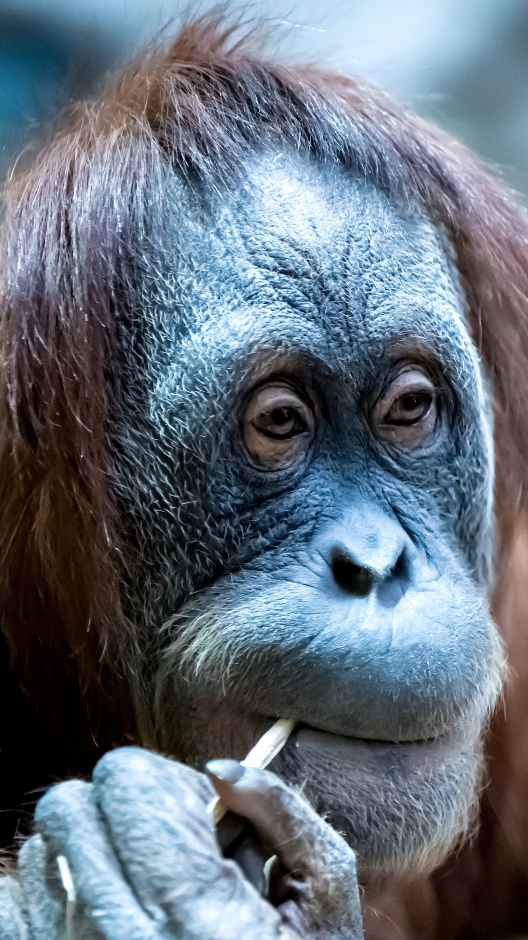 Descarga gratuita de fondo de pantalla para móvil de Animales, Monos, Mono, Primate, Pongo.