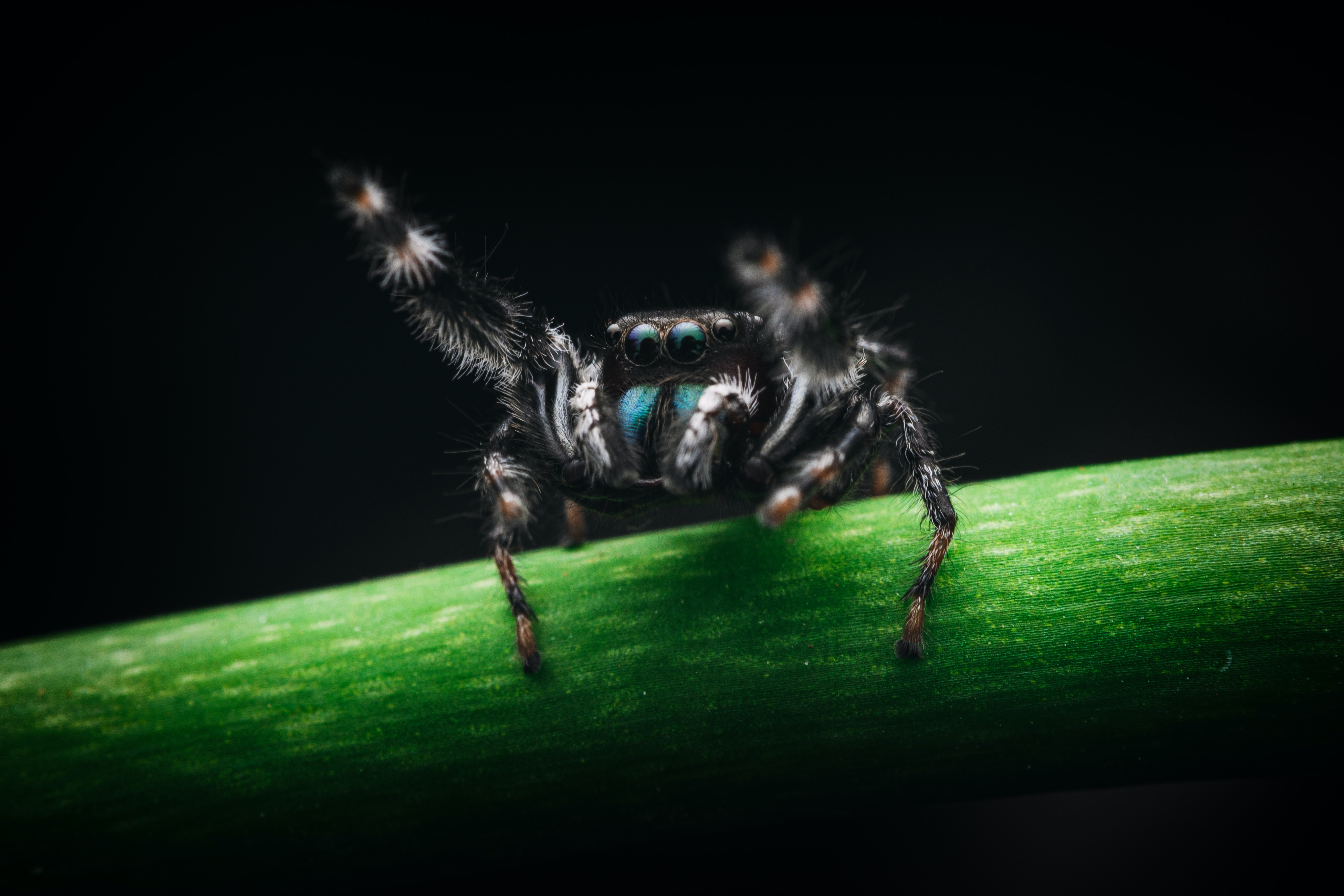 Download mobile wallpaper Spiders, Animal, Jumping Spider for free.