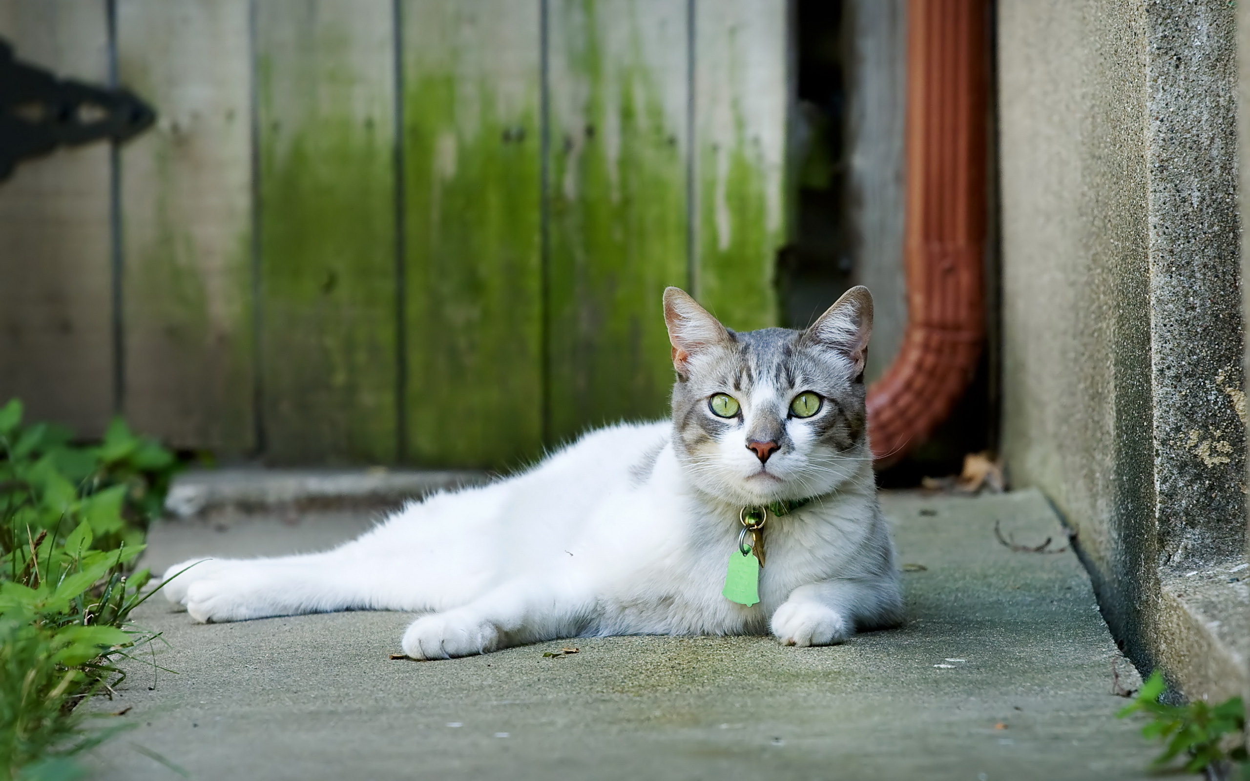 無料モバイル壁紙動物, ネコ, 猫をダウンロードします。