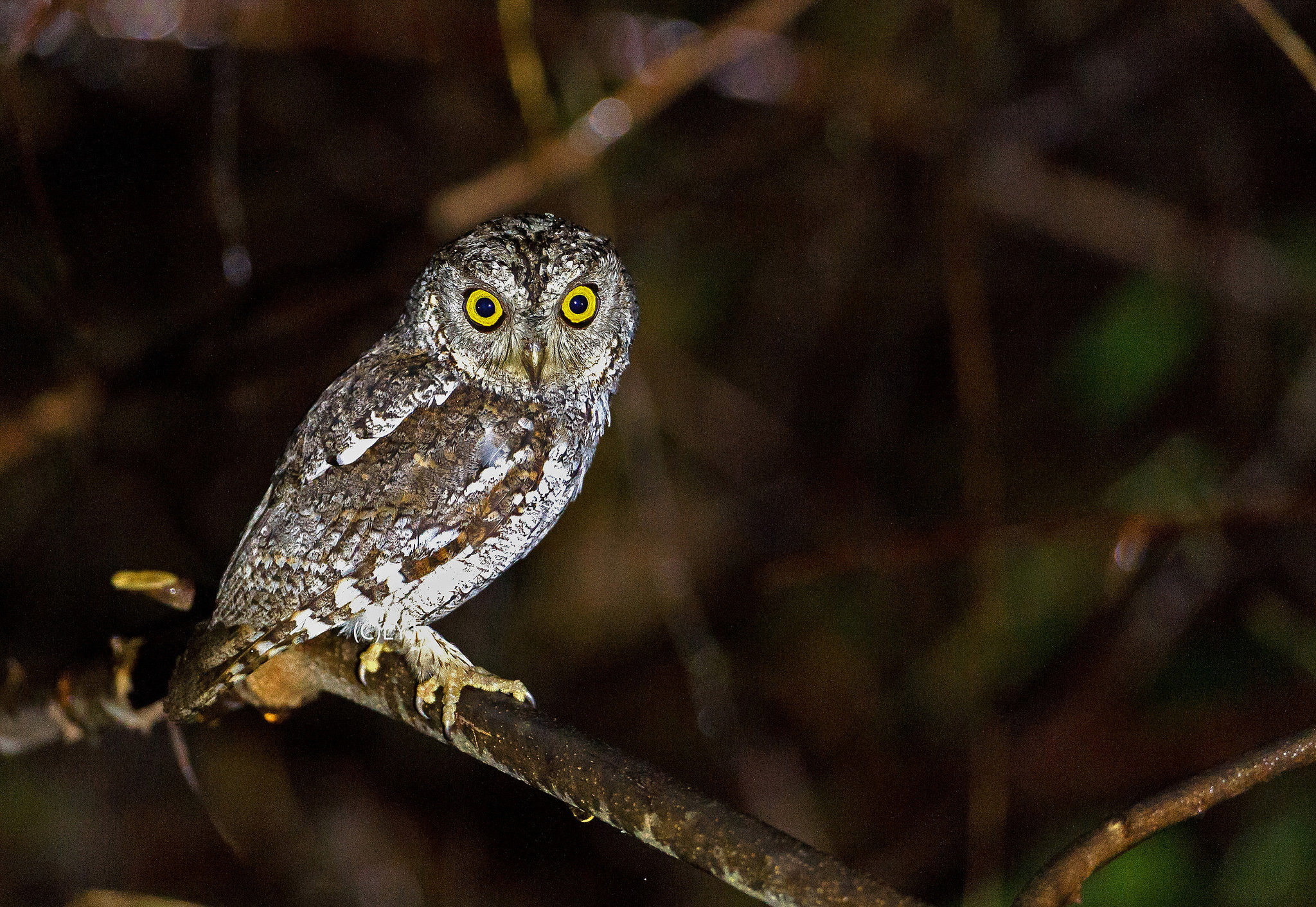 Téléchargez des papiers peints mobile Hibou, Des Oiseaux, Animaux gratuitement.