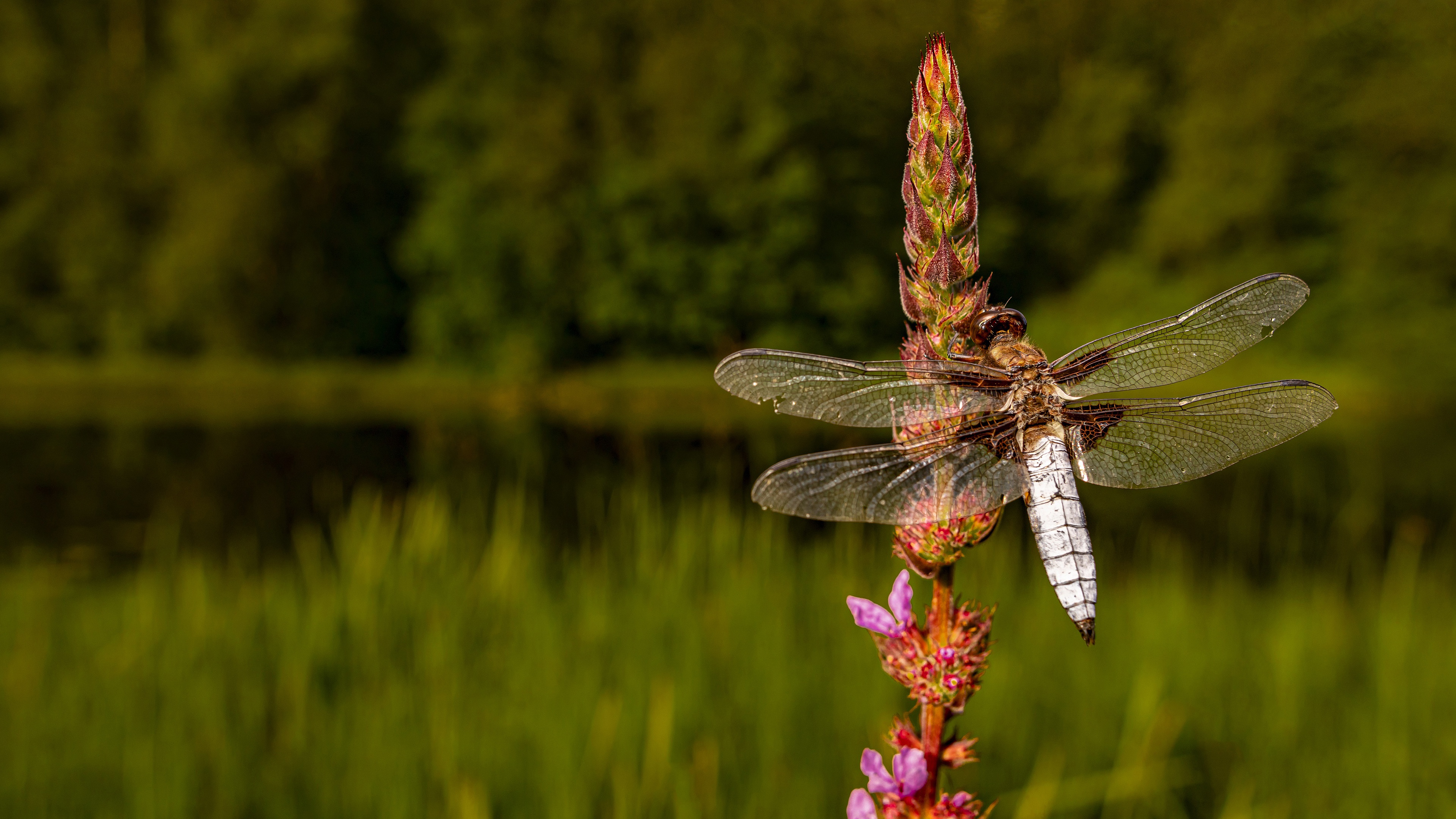 Download mobile wallpaper Insects, Flower, Macro, Animal, Dragonfly for free.