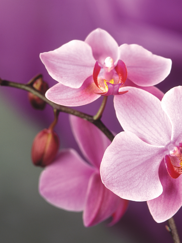 Handy-Wallpaper Blumen, Orchidee, Erde/natur kostenlos herunterladen.