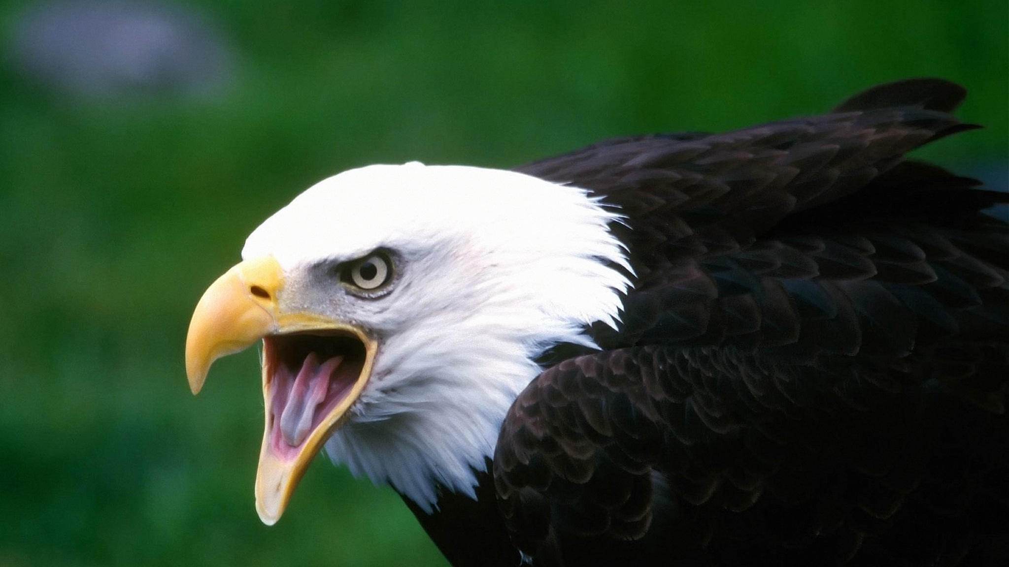 Download mobile wallpaper Birds, Bird, Animal, Eagle, Bald Eagle for free.