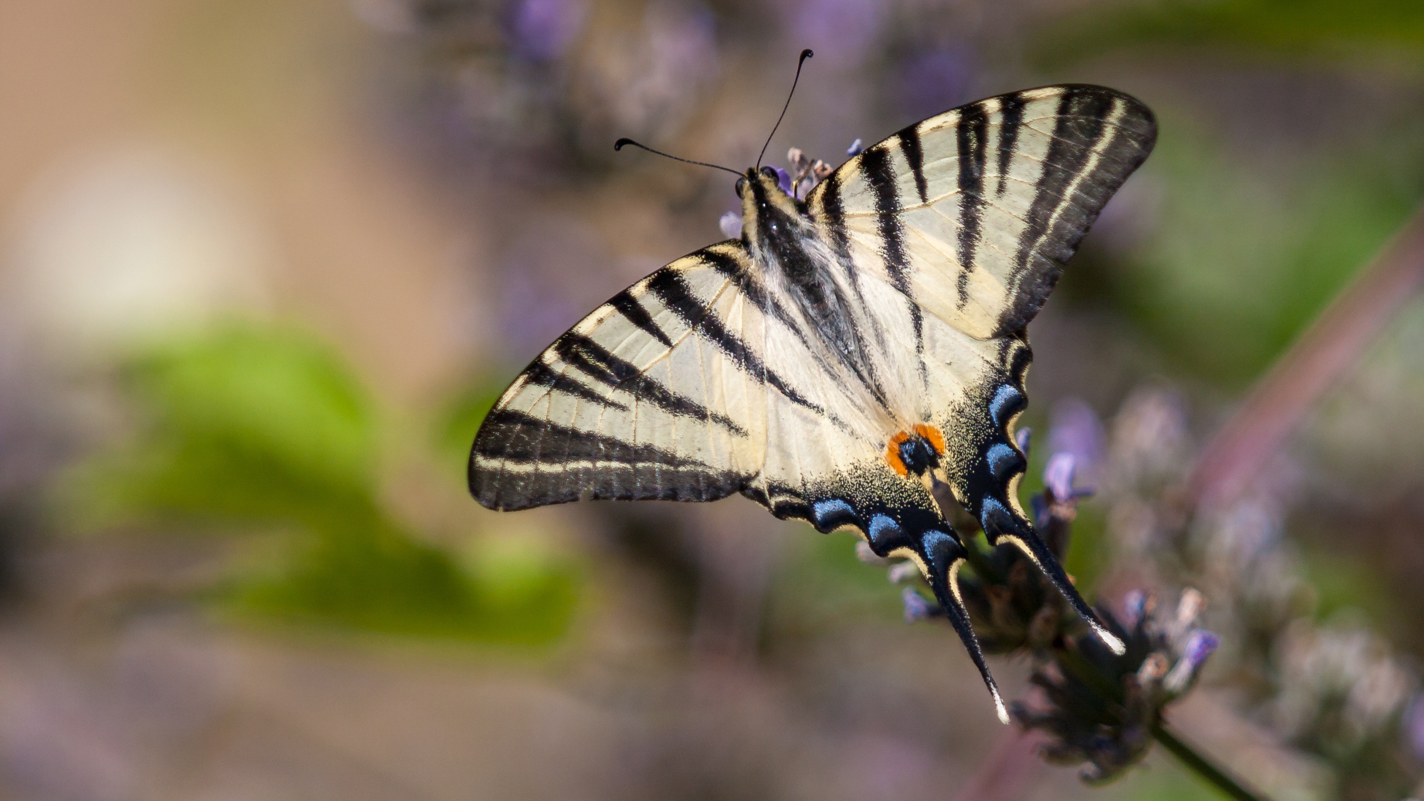 Free download wallpaper Macro, Insect, Butterfly, Animal on your PC desktop