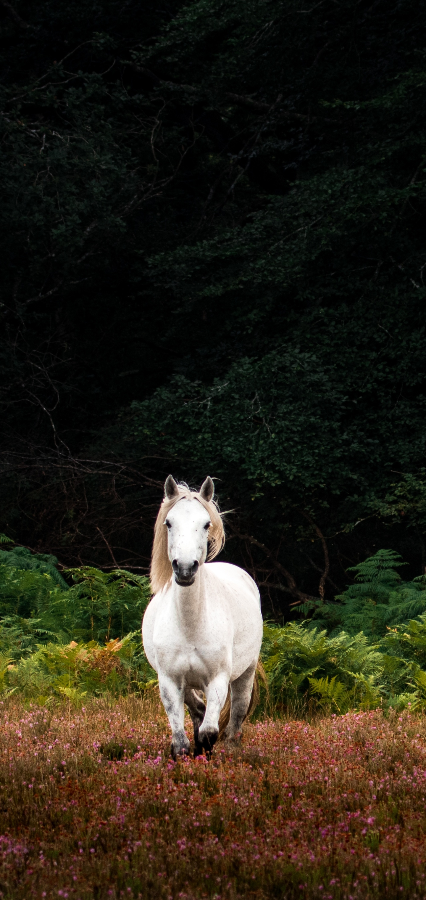 Descarga gratuita de fondo de pantalla para móvil de Animales, Caballo.