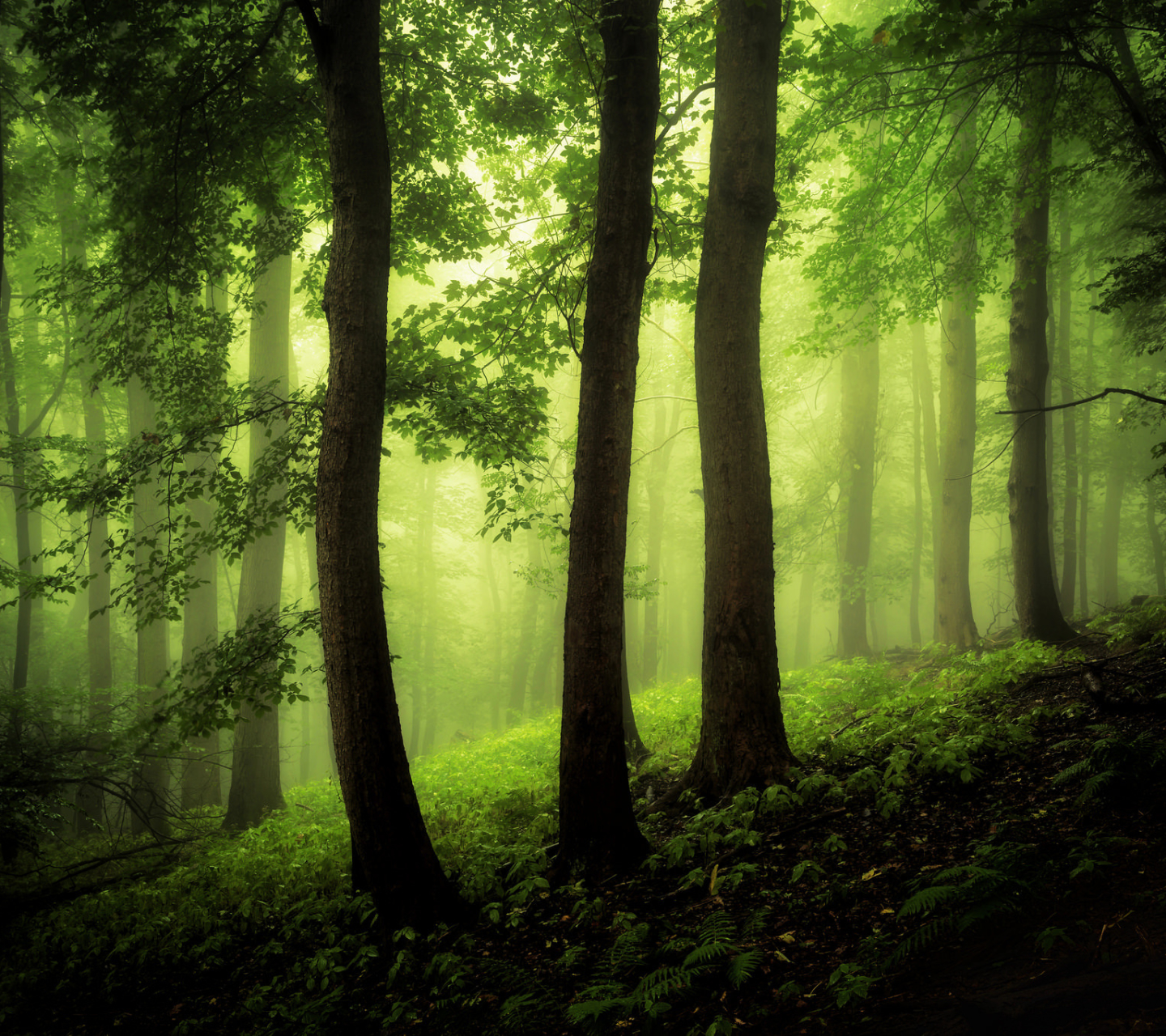 Download mobile wallpaper Nature, Forest, Tree, Fog, Earth for free.