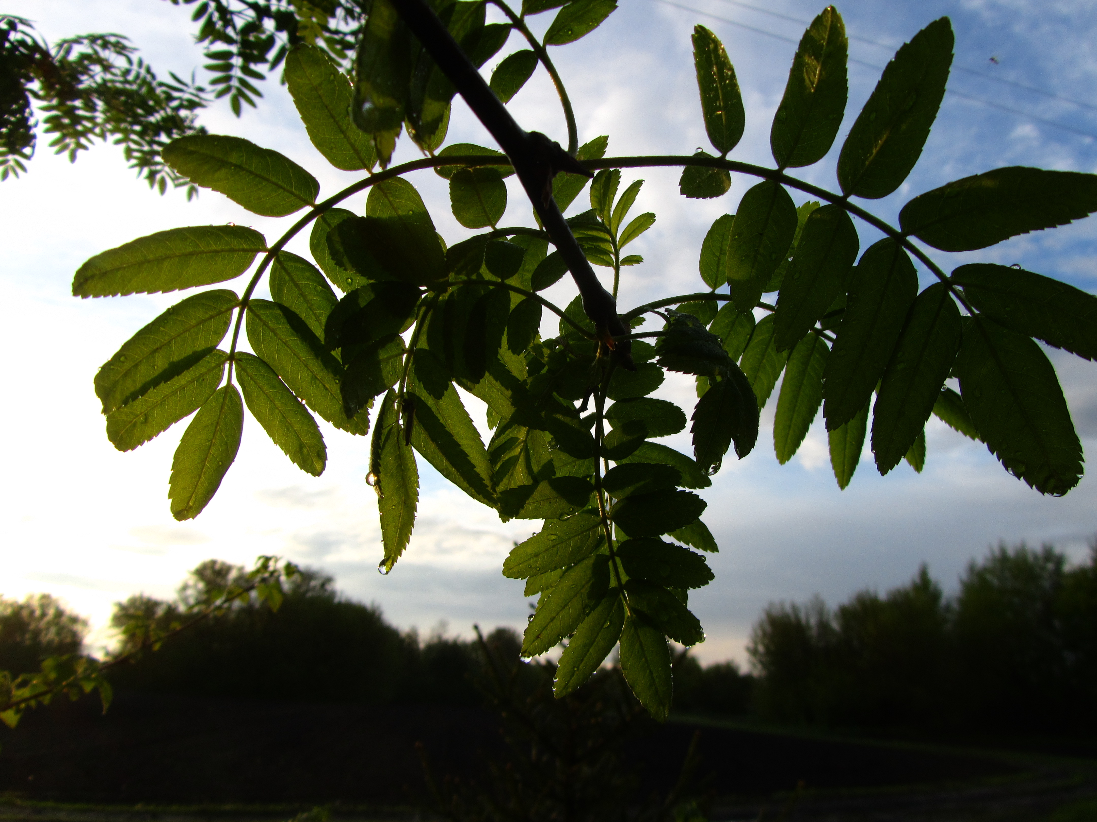 Free download wallpaper Leaf, Earth on your PC desktop