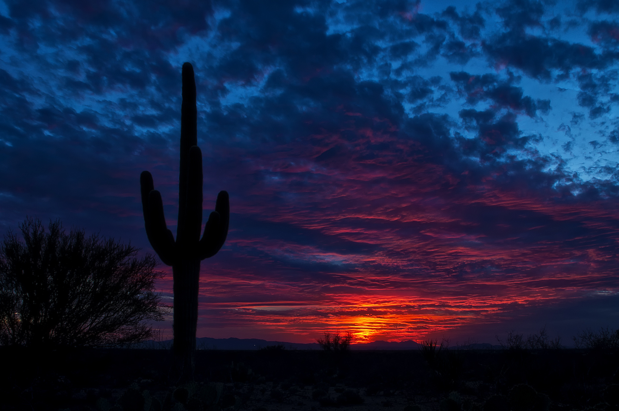 silhouette, cactus, sky, earth, blue, bush, cloud, desert, sunset