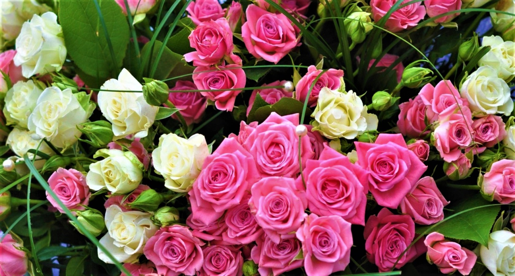Скачать обои бесплатно Цветок, Роза, Белый Цветок, Земля/природа, Розовый Цветок, Флауэрсы картинка на рабочий стол ПК