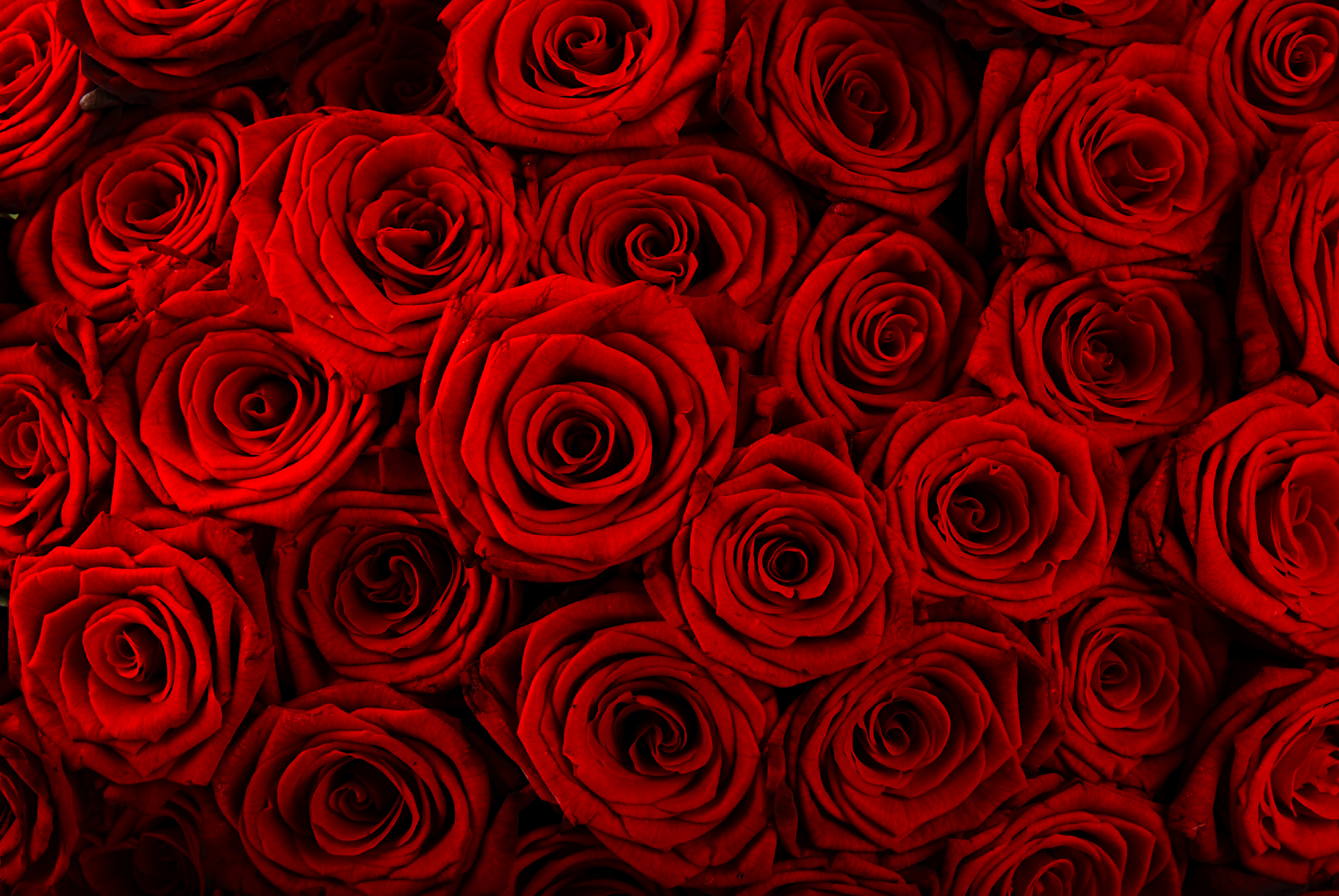 Téléchargez des papiers peints mobile Fleurs, Rose, Fermer, Fleur Rouge, Terre/nature gratuitement.