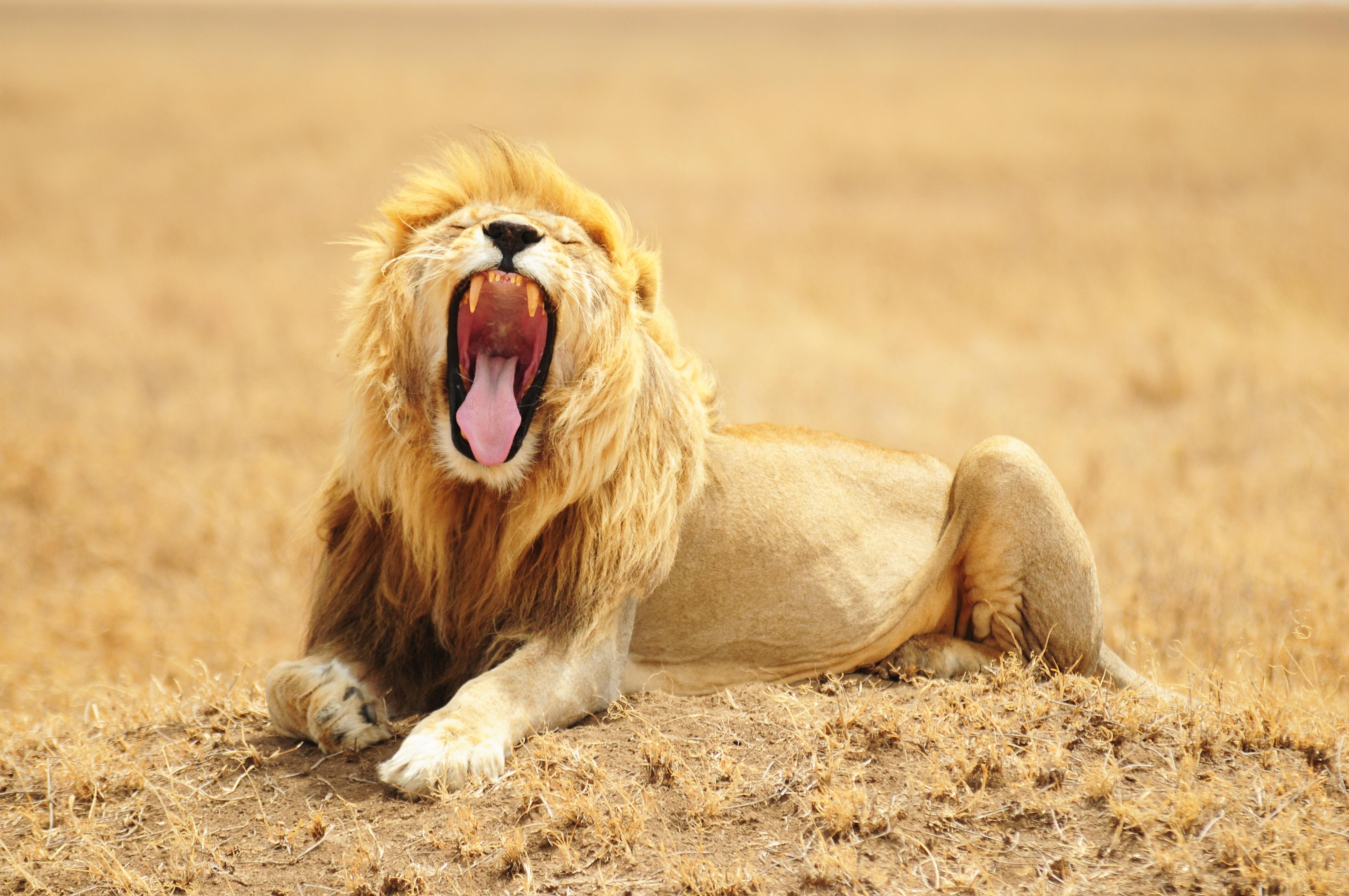 69300 descargar imagen animales, sonrisa, un leon, león, depredador, gato grande, fauna silvestre, vida silvestre, rey de las bestias: fondos de pantalla y protectores de pantalla gratis
