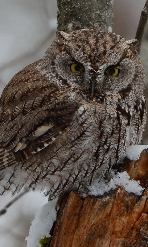 Download mobile wallpaper Birds, Owl, Animal for free.