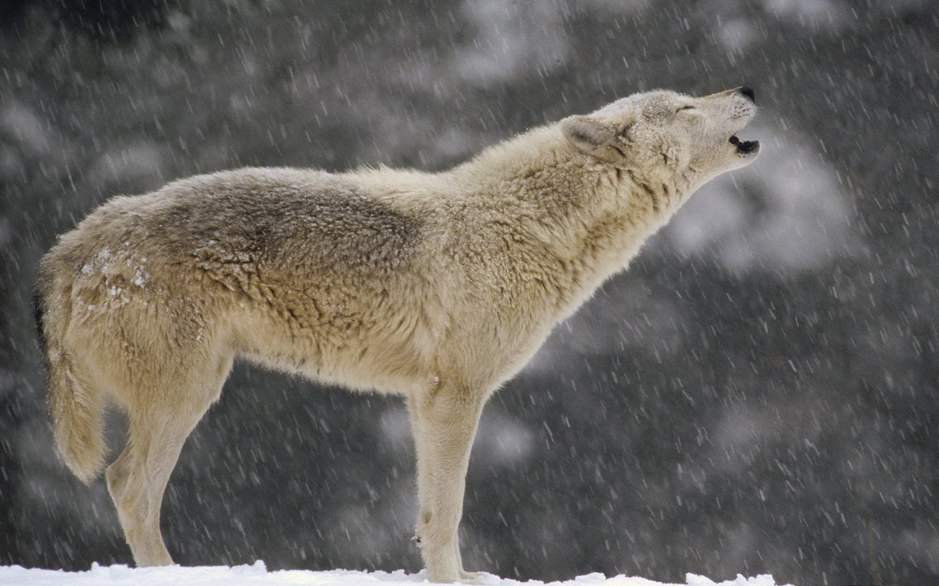 animal, wolf, howling, wolves