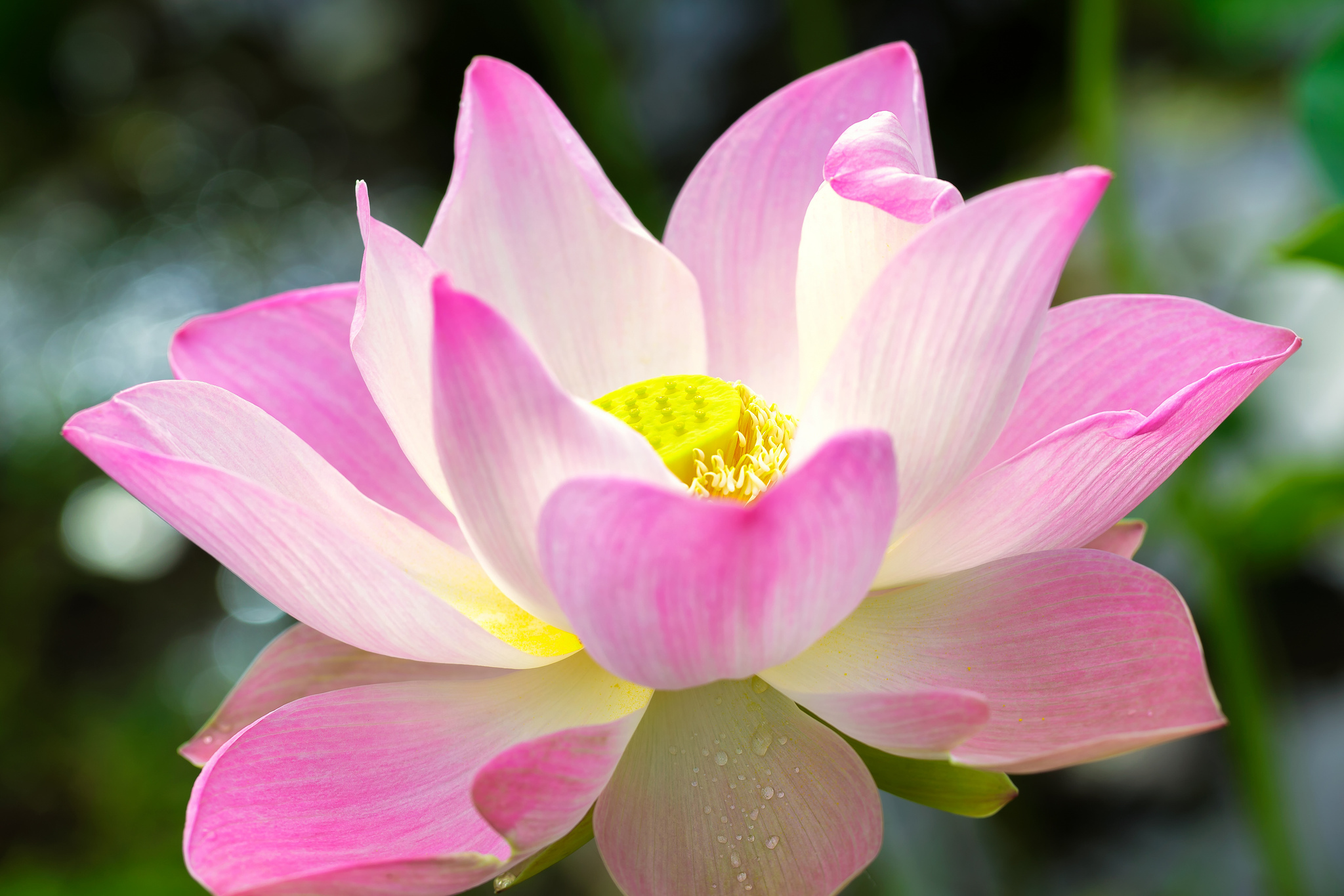 Download mobile wallpaper Flowers, Lotus, Earth for free.