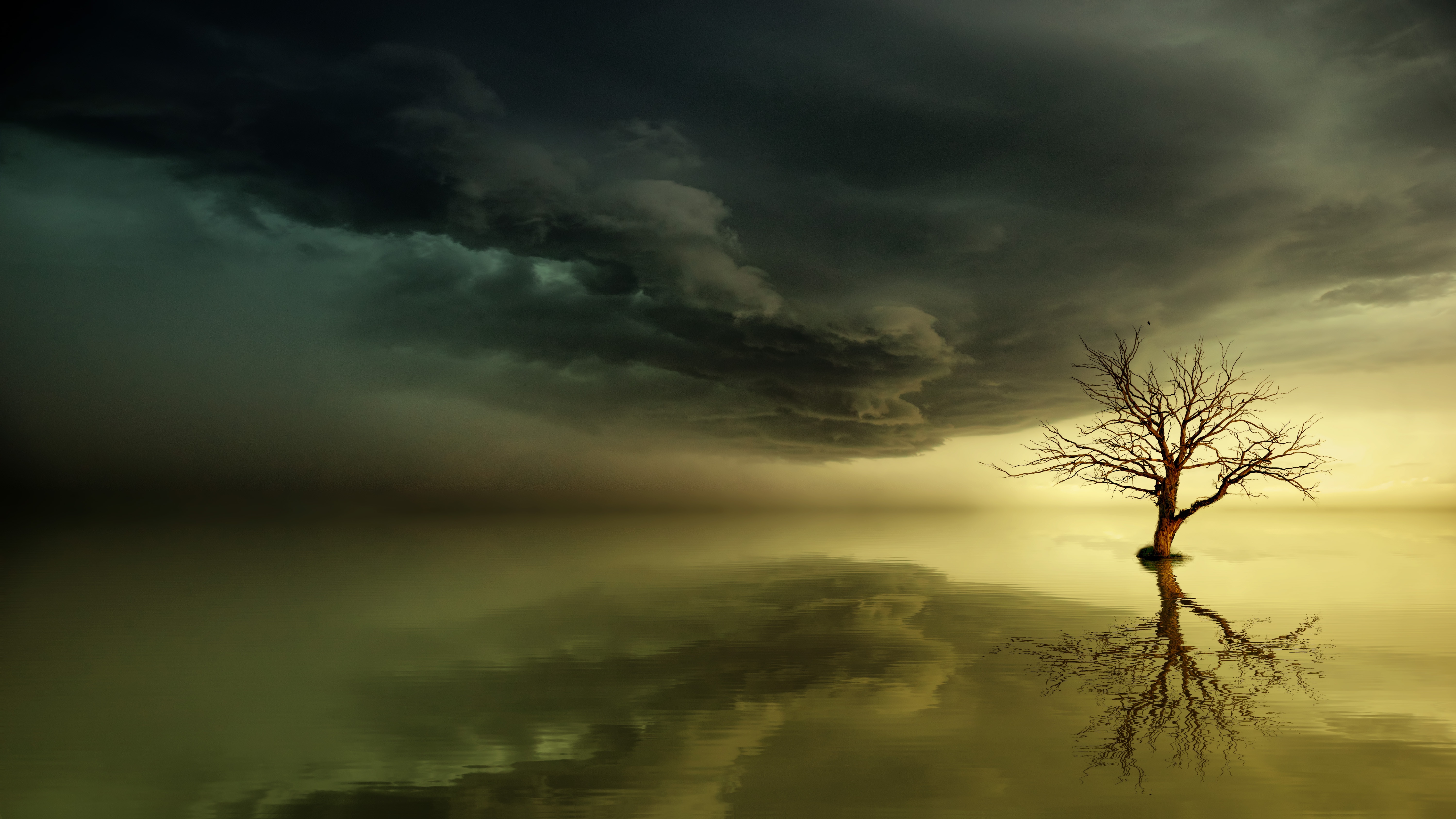 nature, lonely, horizon, reflection, wood, tree, alone Image for desktop