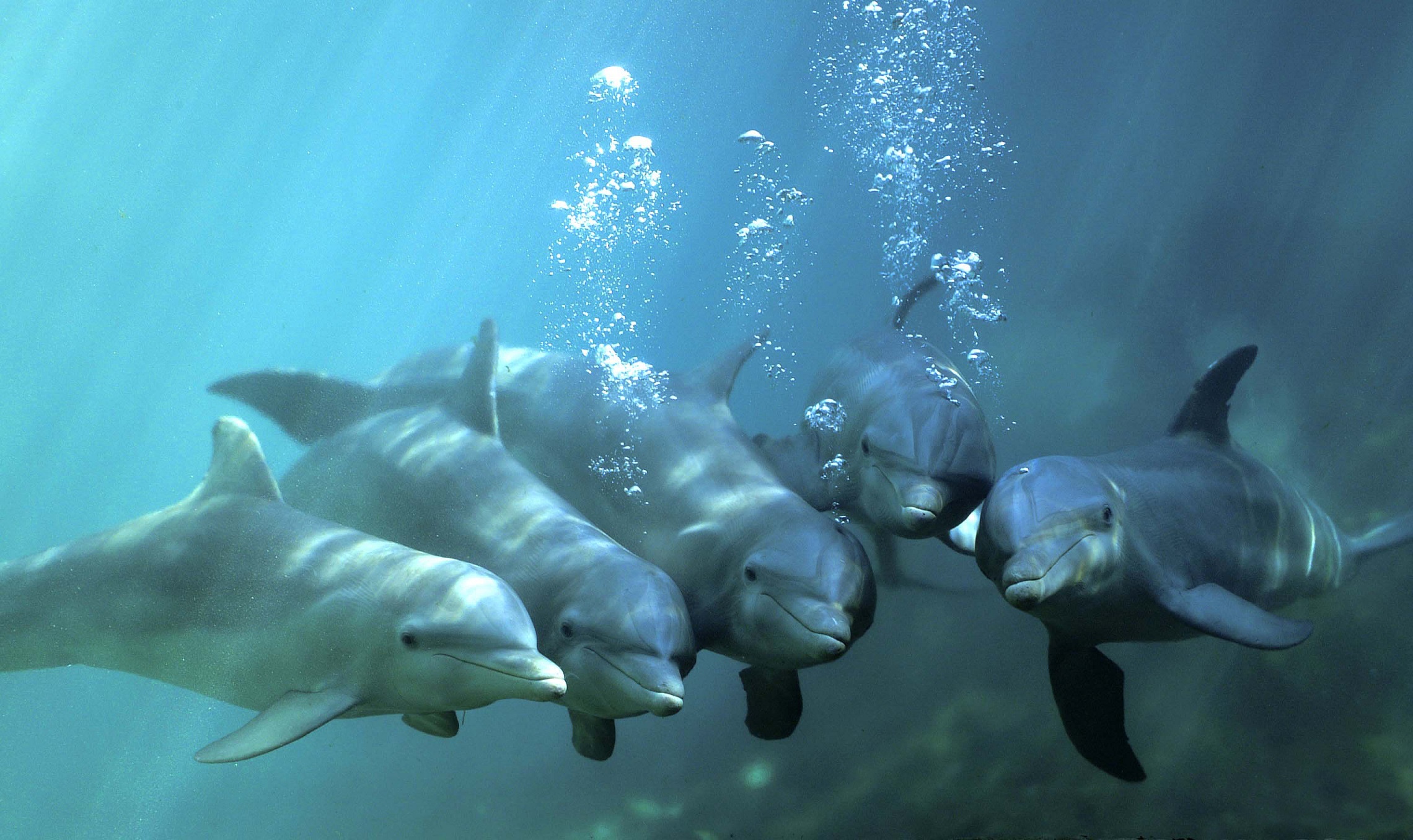 Laden Sie das Tiere, Delfin, Unterwasser, Flaschen Nase-Bild kostenlos auf Ihren PC-Desktop herunter