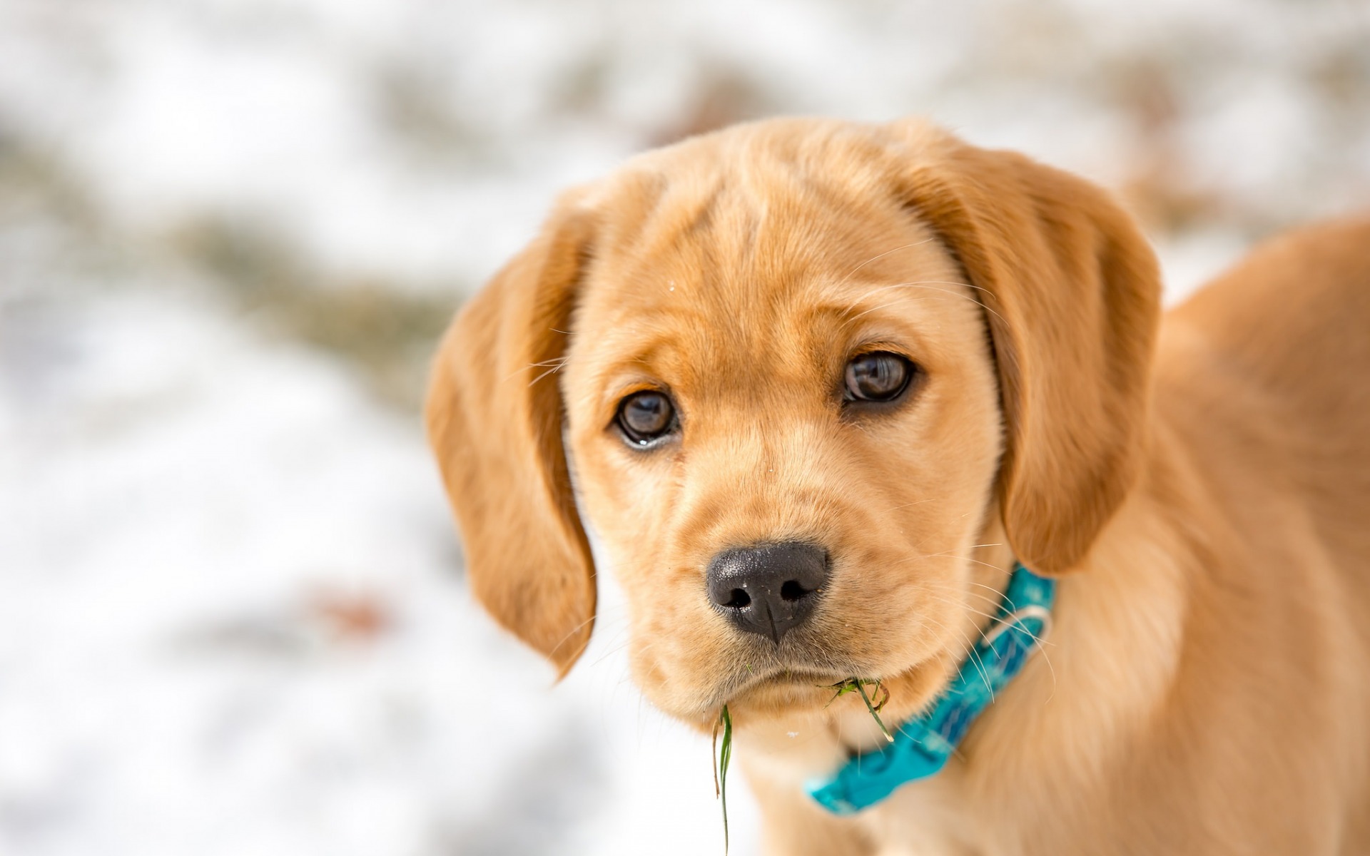 無料モバイル壁紙動物, 犬, 子犬, 赤ちゃん動物をダウンロードします。