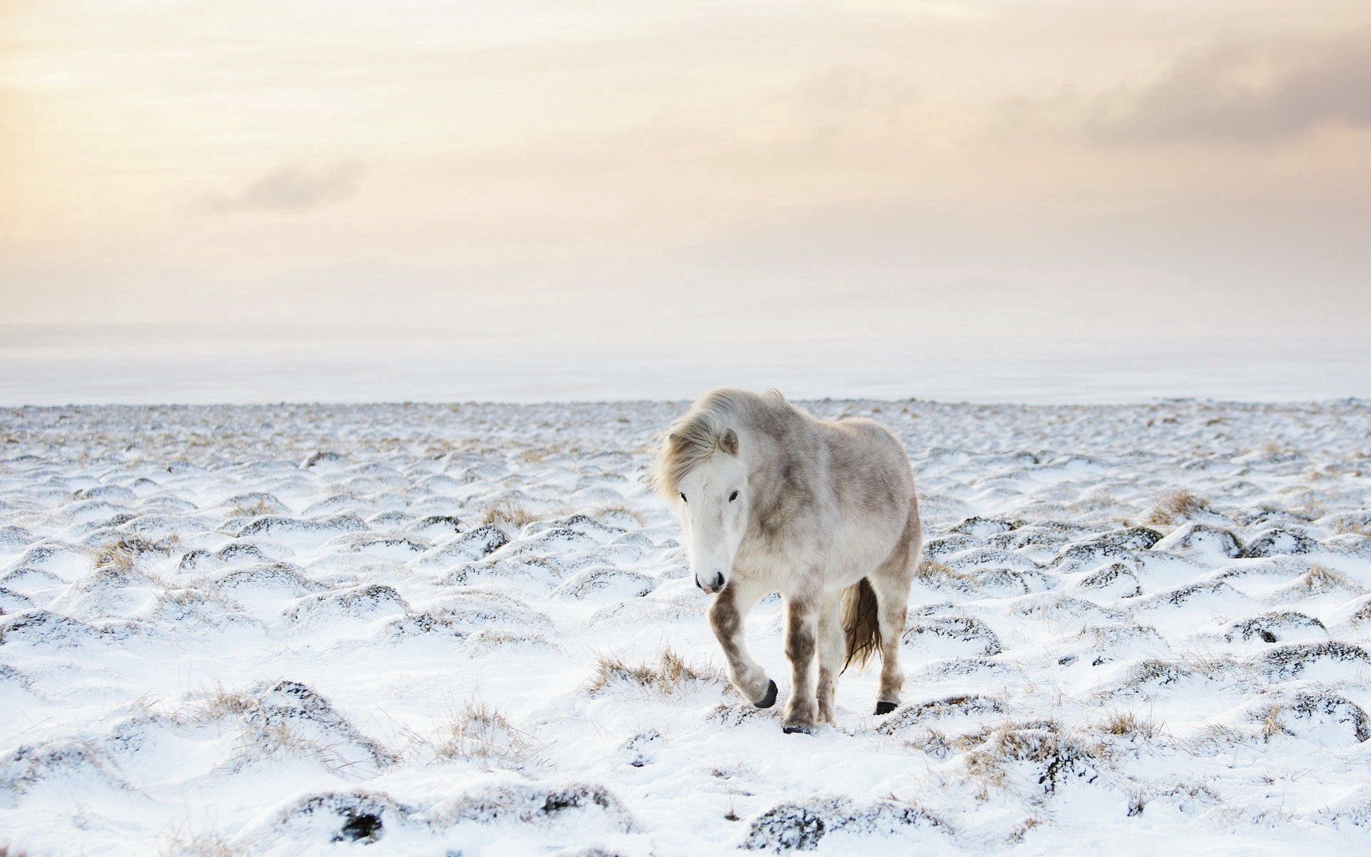 Скачать обои бесплатно Зима, Животные, Лошадь, Снег картинка на рабочий стол ПК