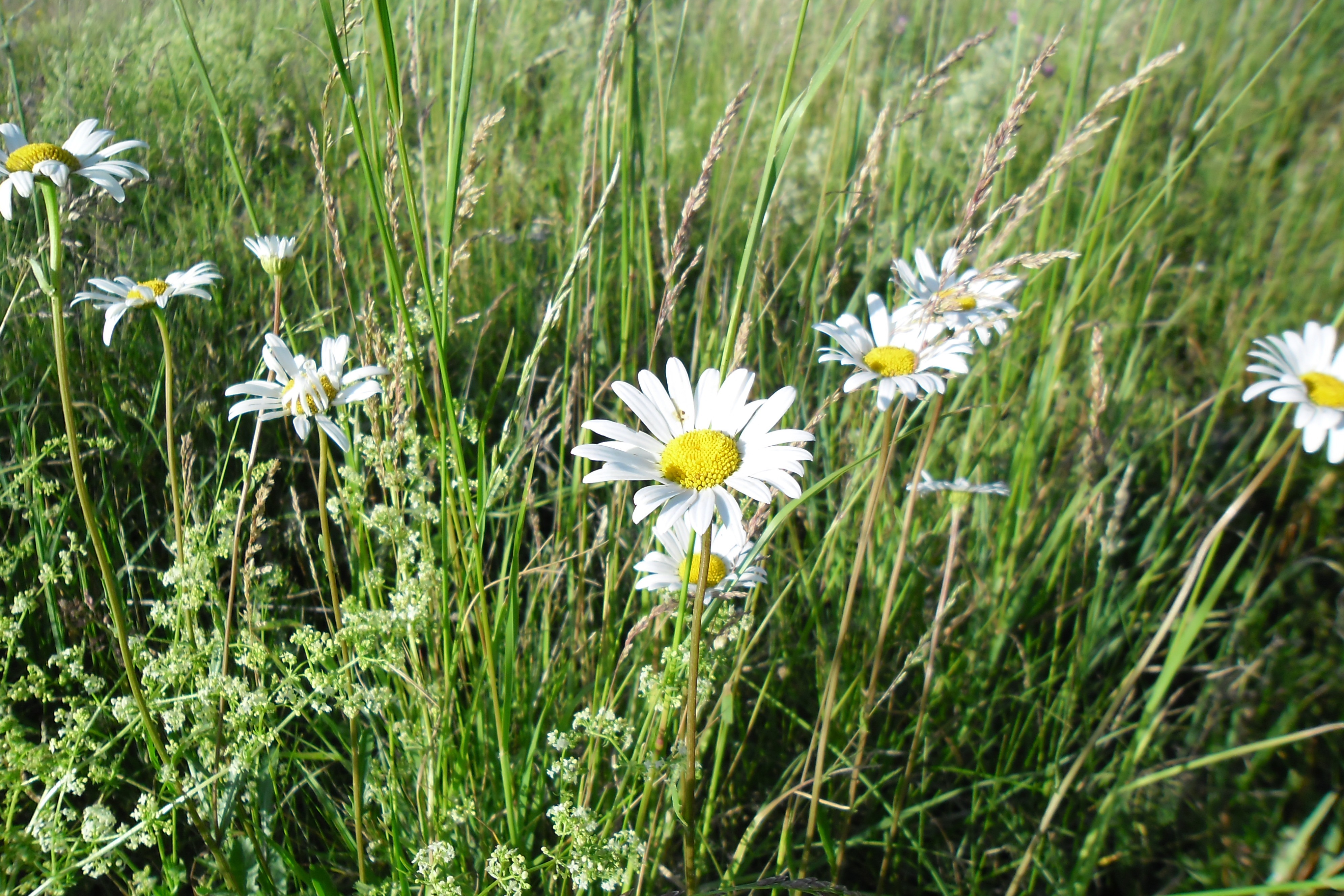 Laden Sie das Natur, Blumen, Kamille, Blume, Gras, Weiße Blume, Erde/natur-Bild kostenlos auf Ihren PC-Desktop herunter