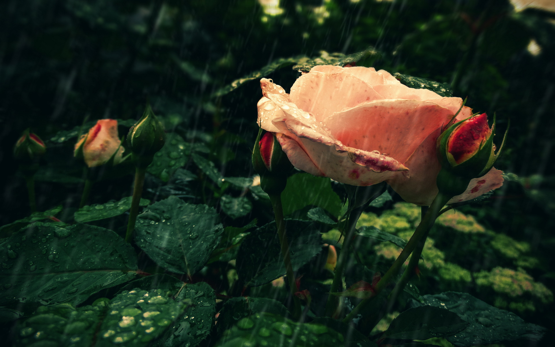 Téléchargez gratuitement l'image Fleurs, Rose, Terre/nature sur le bureau de votre PC