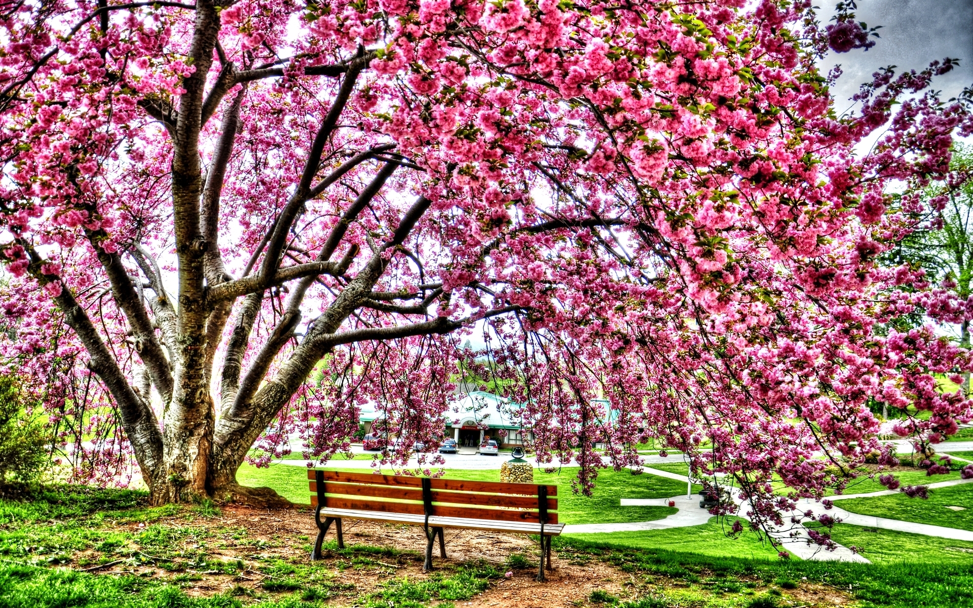 Скачать обои бесплатно Цветок, Парк, Дерево, Земля, Hdr, Скамейка, Весна, Фотографии, Цветущие, Розовый Цветок картинка на рабочий стол ПК