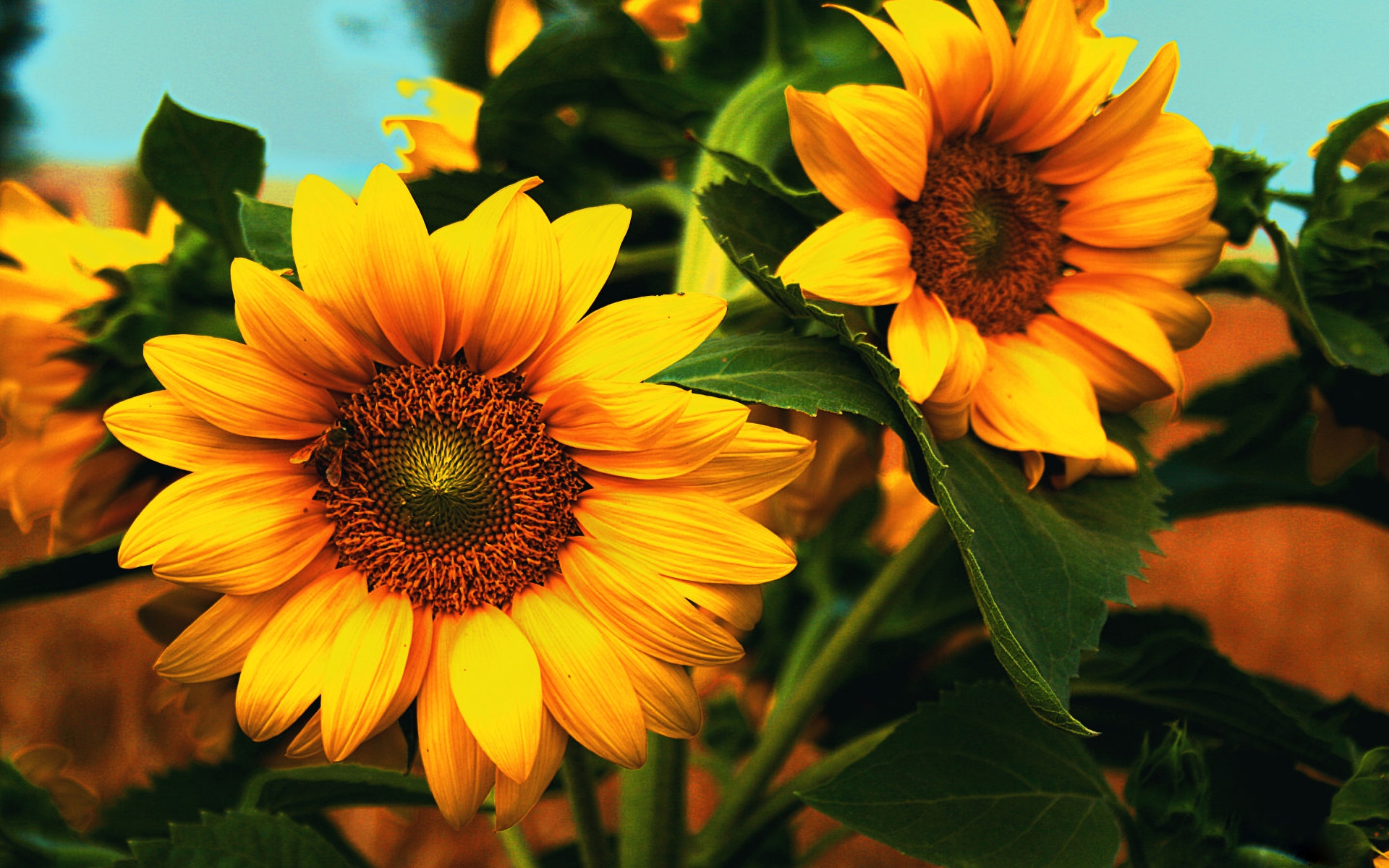 Download mobile wallpaper Flowers, Flower, Earth, Sunflower, Yellow Flower for free.