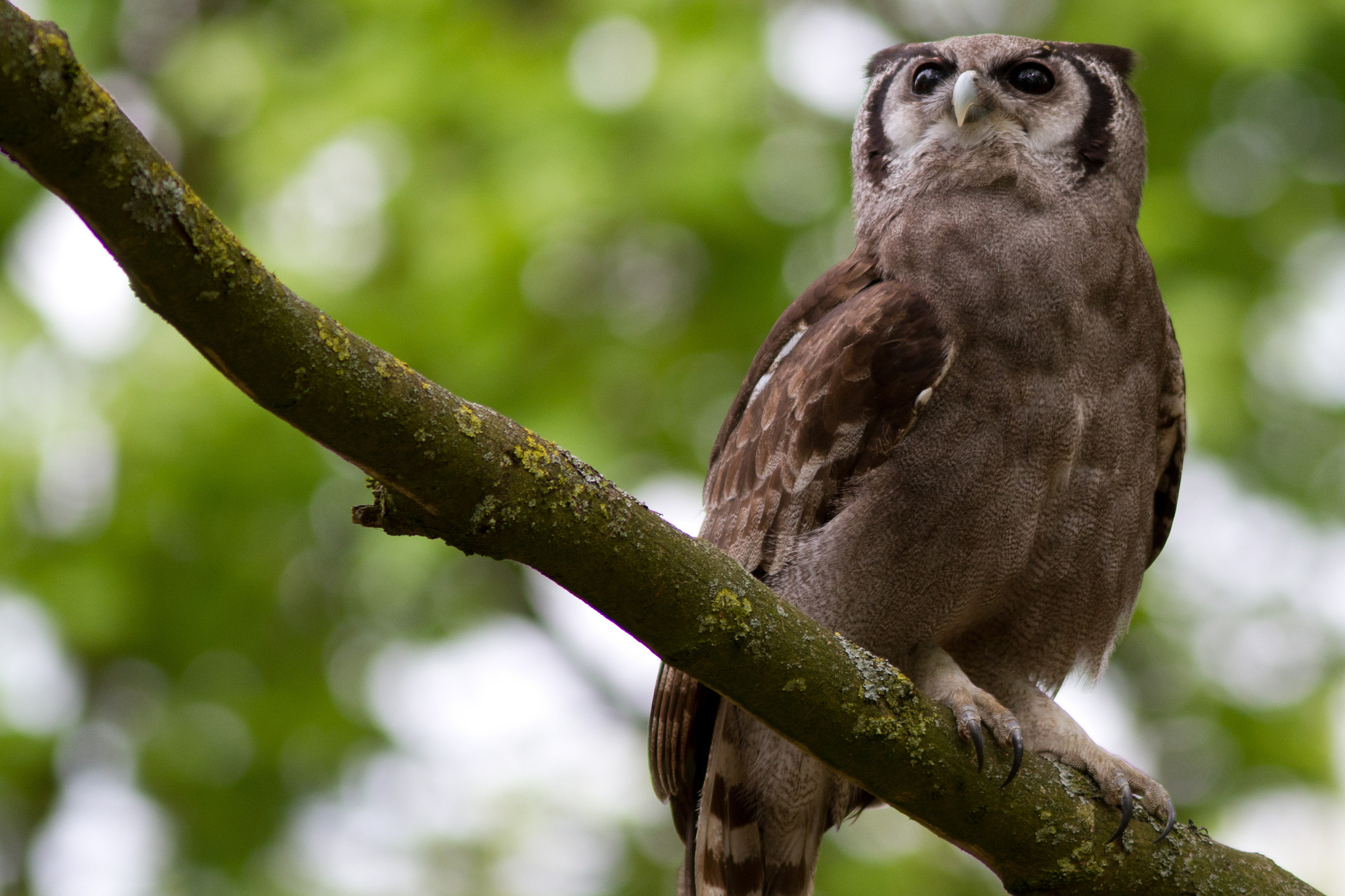 Laden Sie das Tiere, Vögel, Eule-Bild kostenlos auf Ihren PC-Desktop herunter