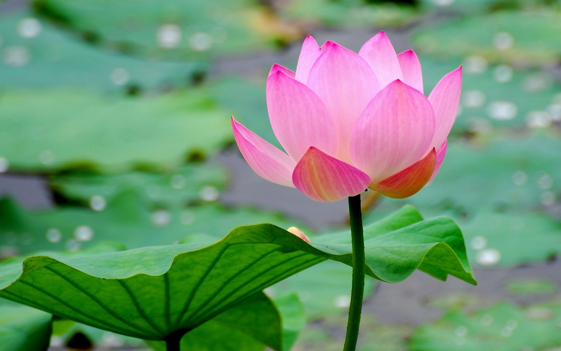 Download mobile wallpaper Lotus, Earth for free.
