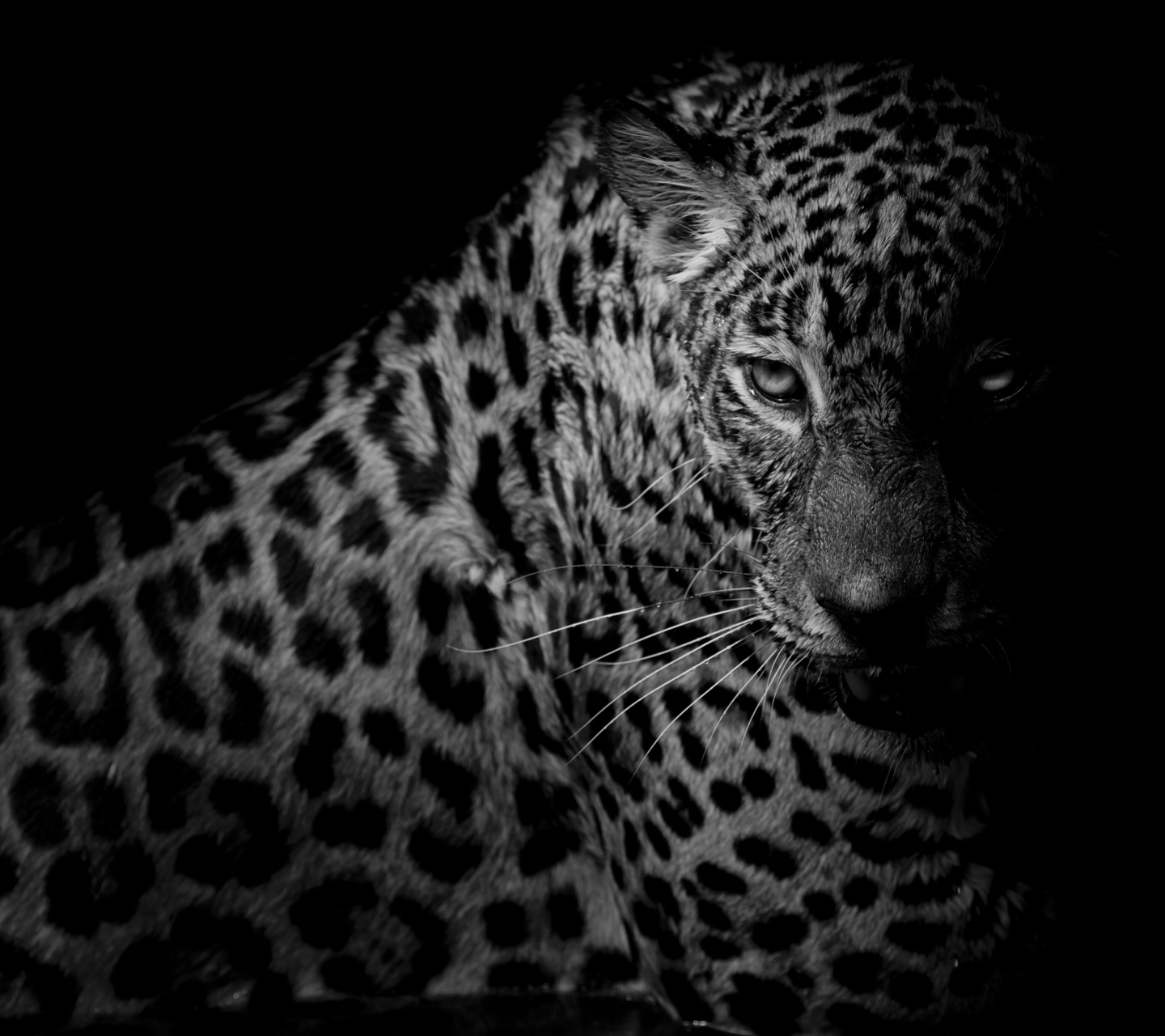 Download mobile wallpaper Cats, Leopard, Animal, Black & White for free.