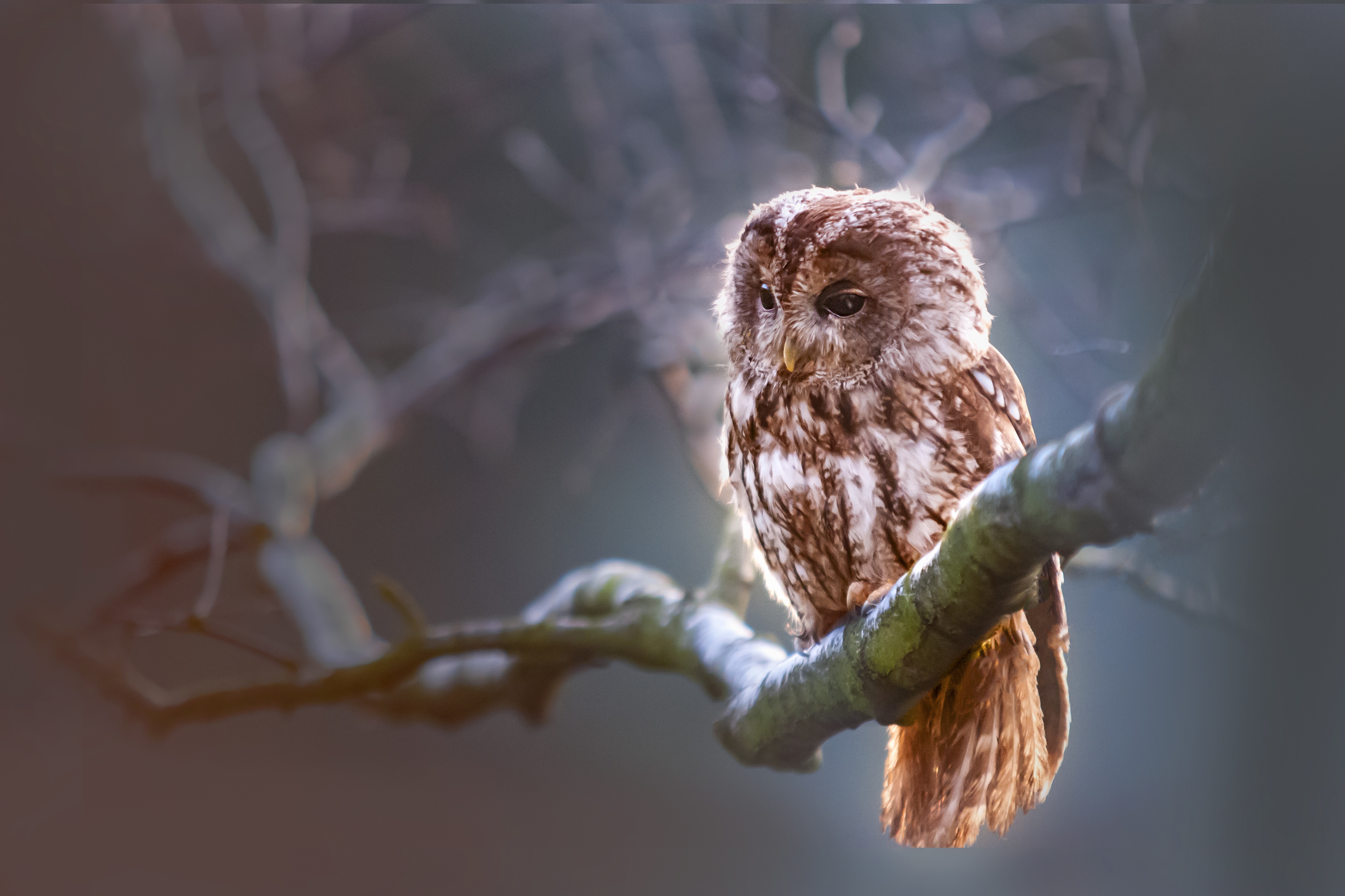 Download mobile wallpaper Birds, Owl, Bird, Branch, Animal for free.