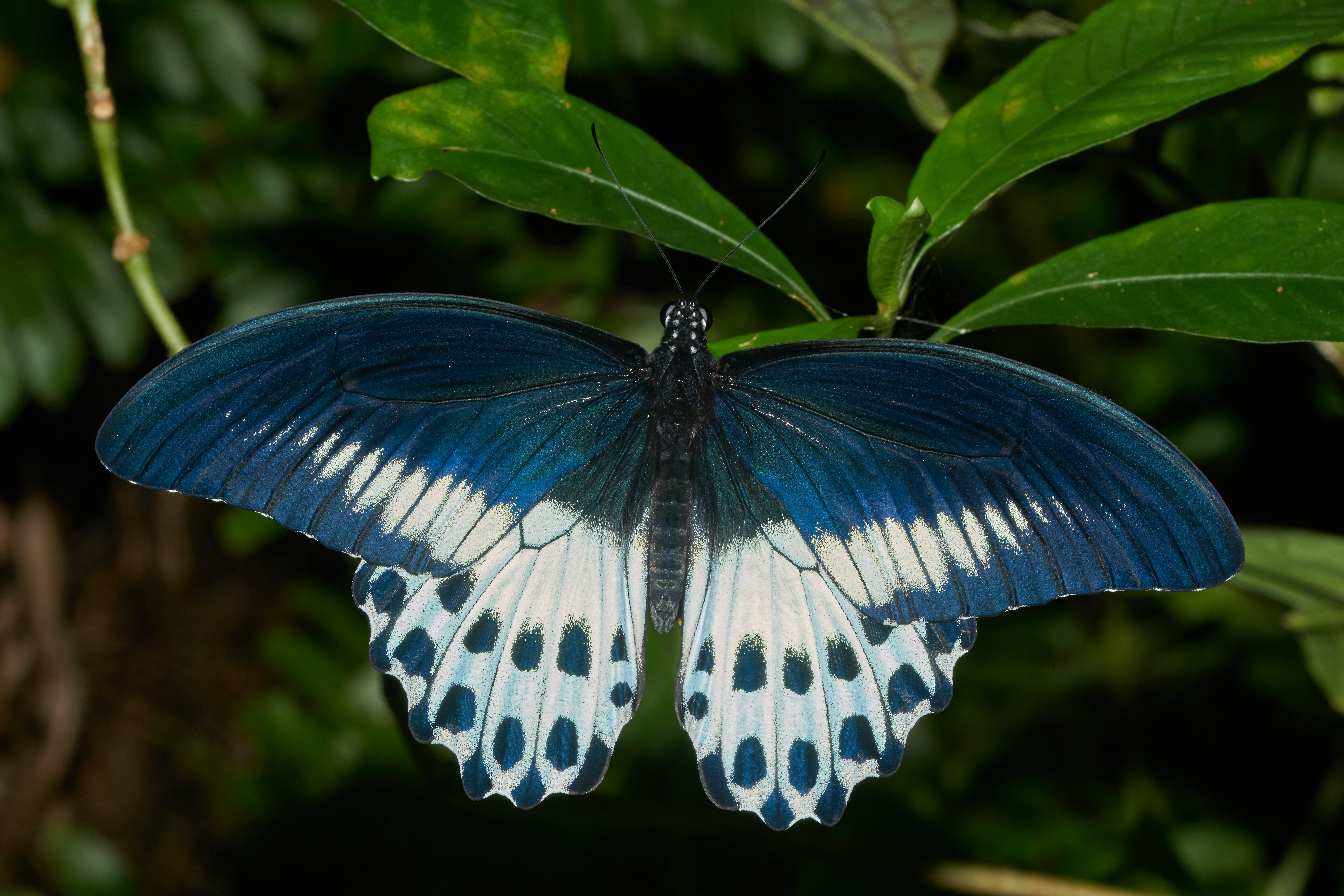 1530543 завантажити шпалери тварина, метелик махаон, блакитний мормон, метелик, комахи - заставки і картинки безкоштовно