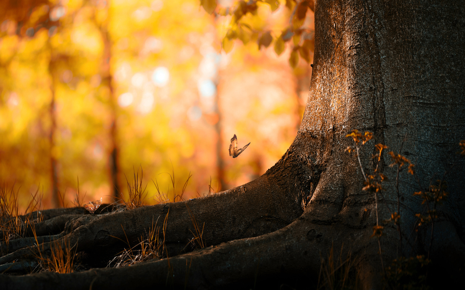 Free download wallpaper Forest, Tree, Fall, Butterfly, Animal, Season on your PC desktop