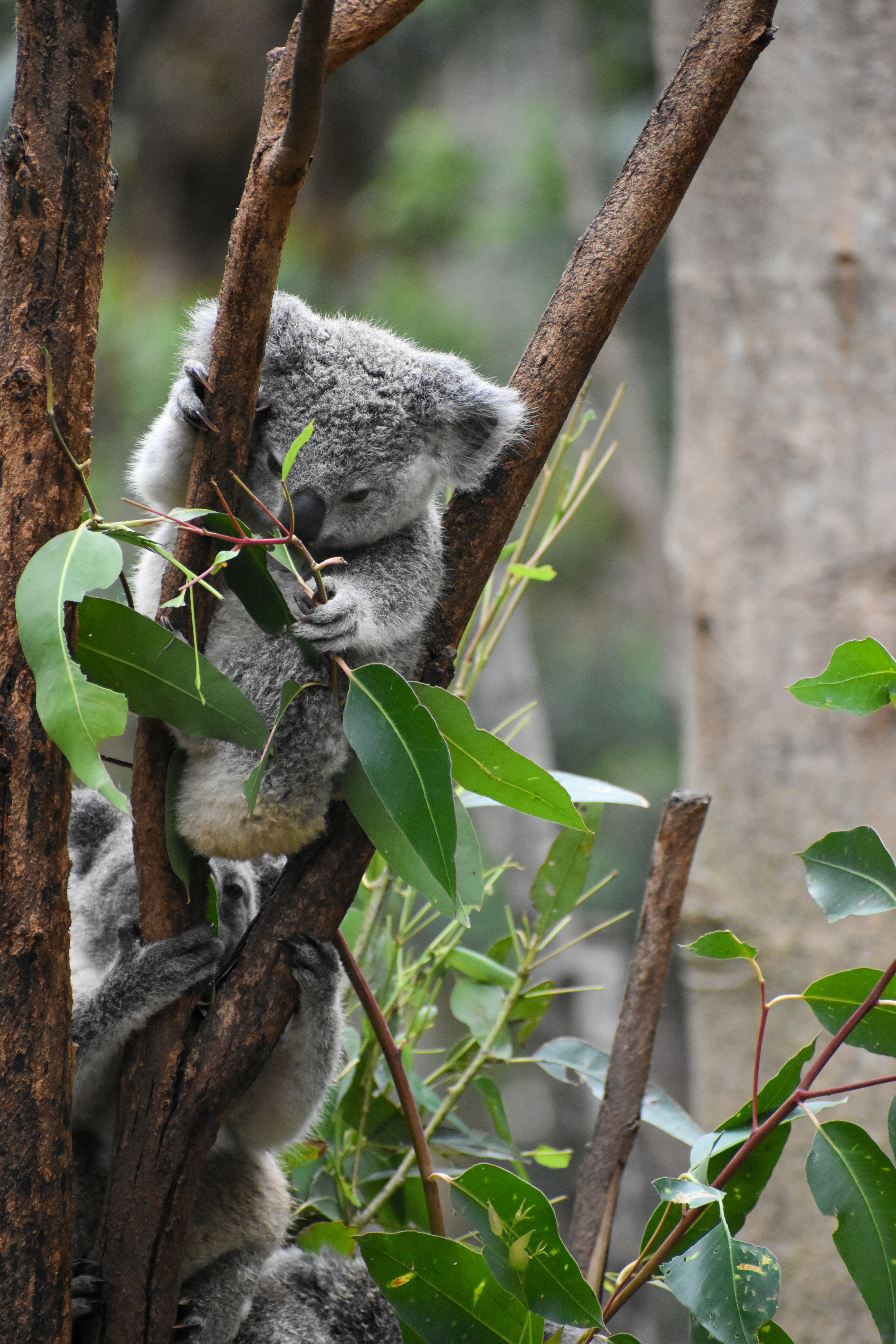 koala, leaves, funny, animals, branches, animal HD wallpaper