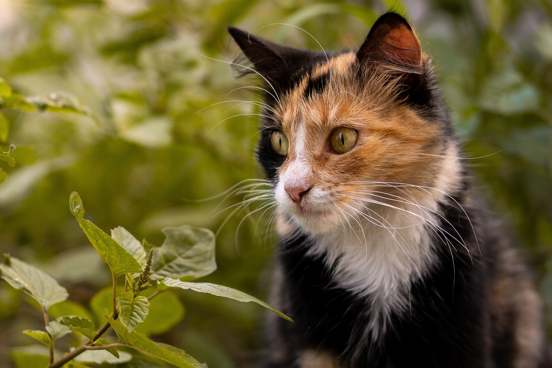 Baixar papel de parede para celular de Gato, Gatos, Animais gratuito.