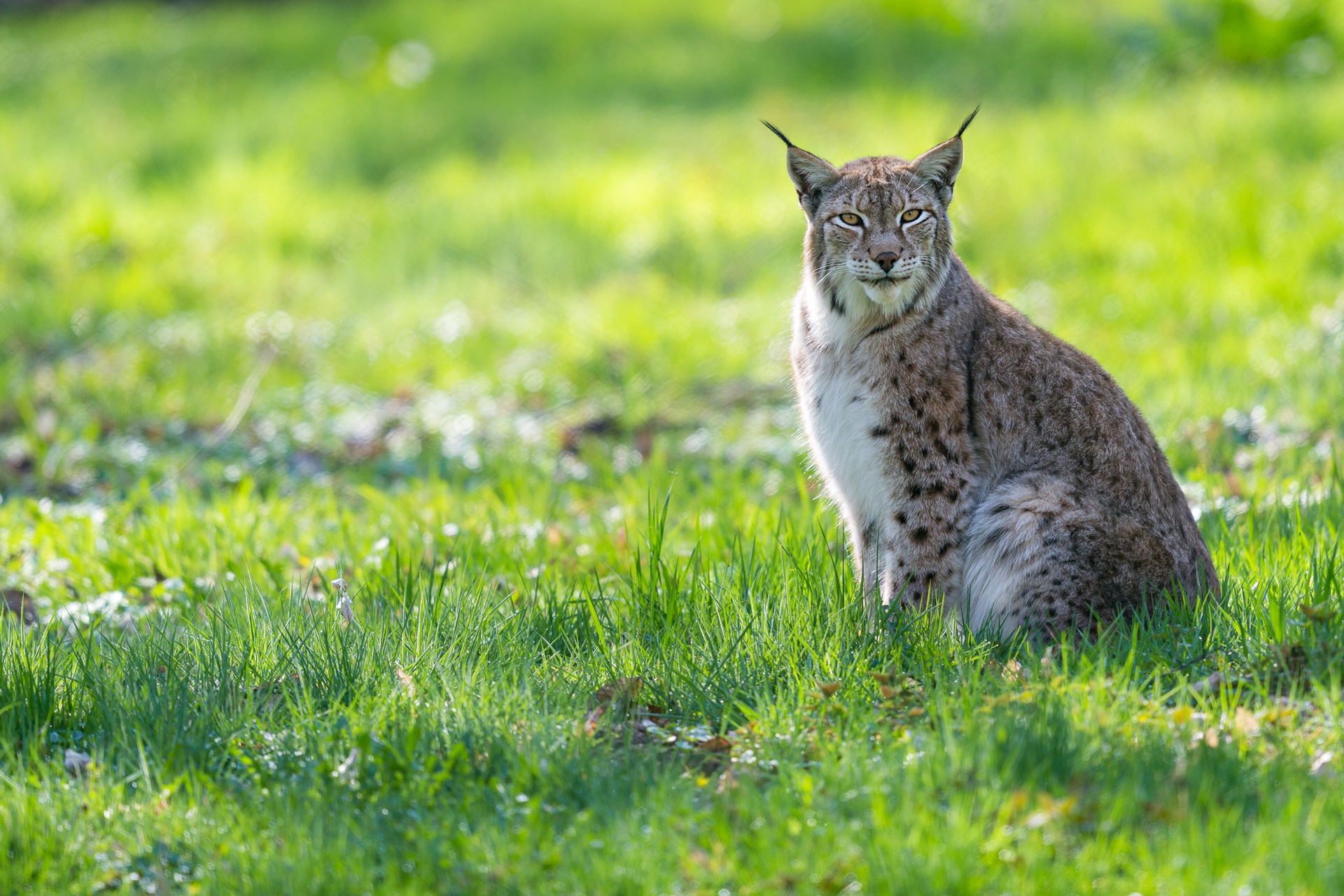 Handy-Wallpaper Luchs, Katzen, Tiere kostenlos herunterladen.