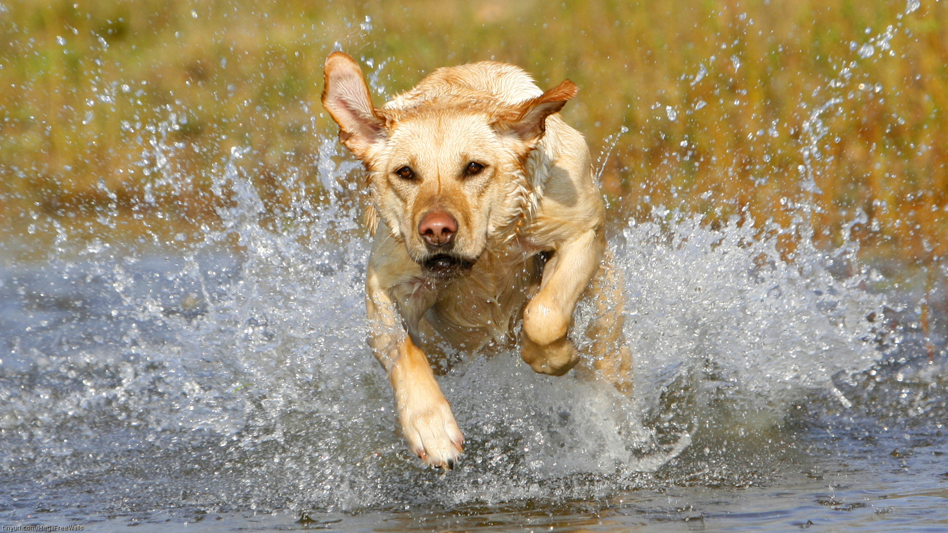 Descarga gratuita de fondo de pantalla para móvil de Labrador Retriever, Perros, Agua, Perro, Animales.
