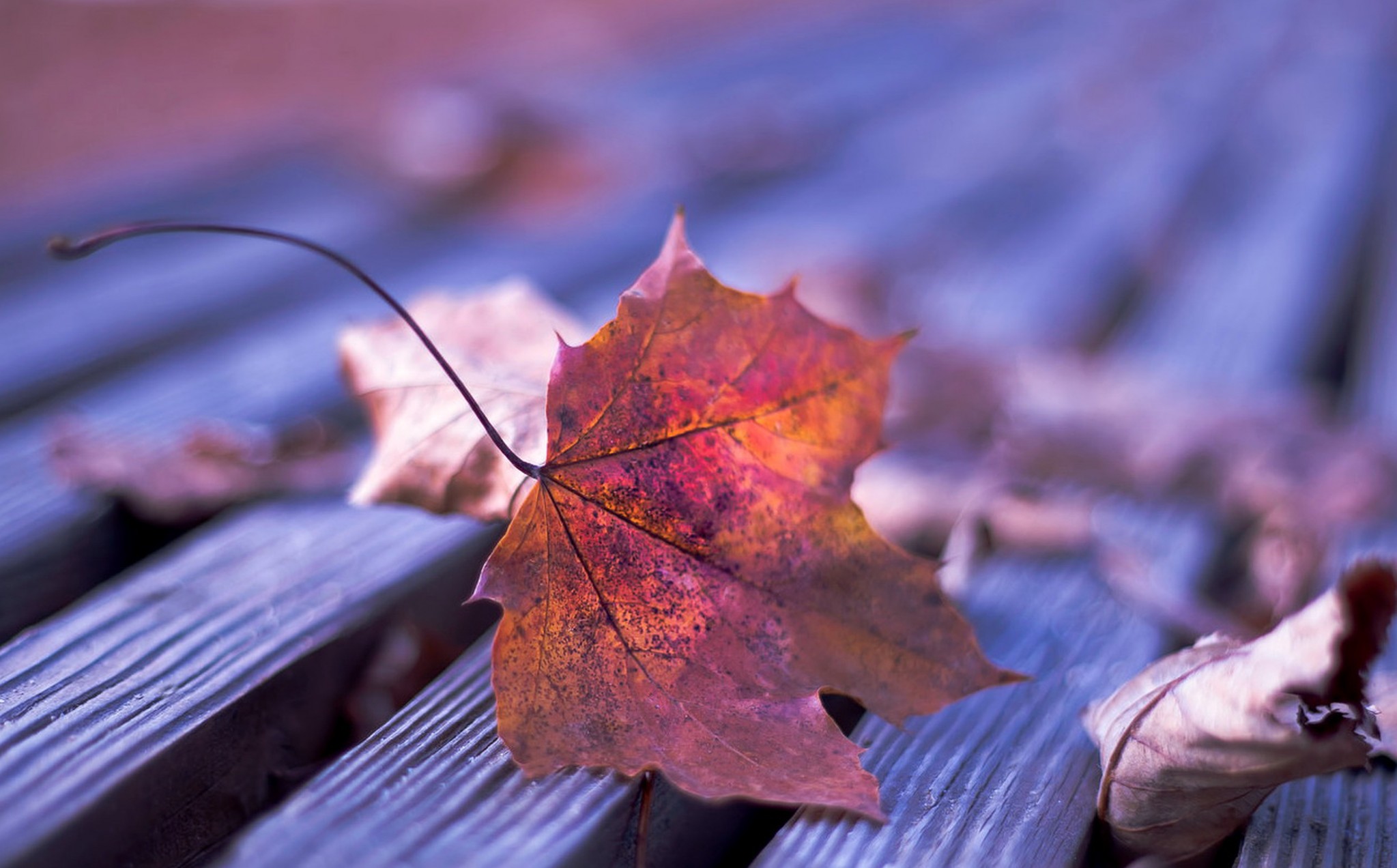 Free download wallpaper Close Up, Leaf, Fall, Earth on your PC desktop