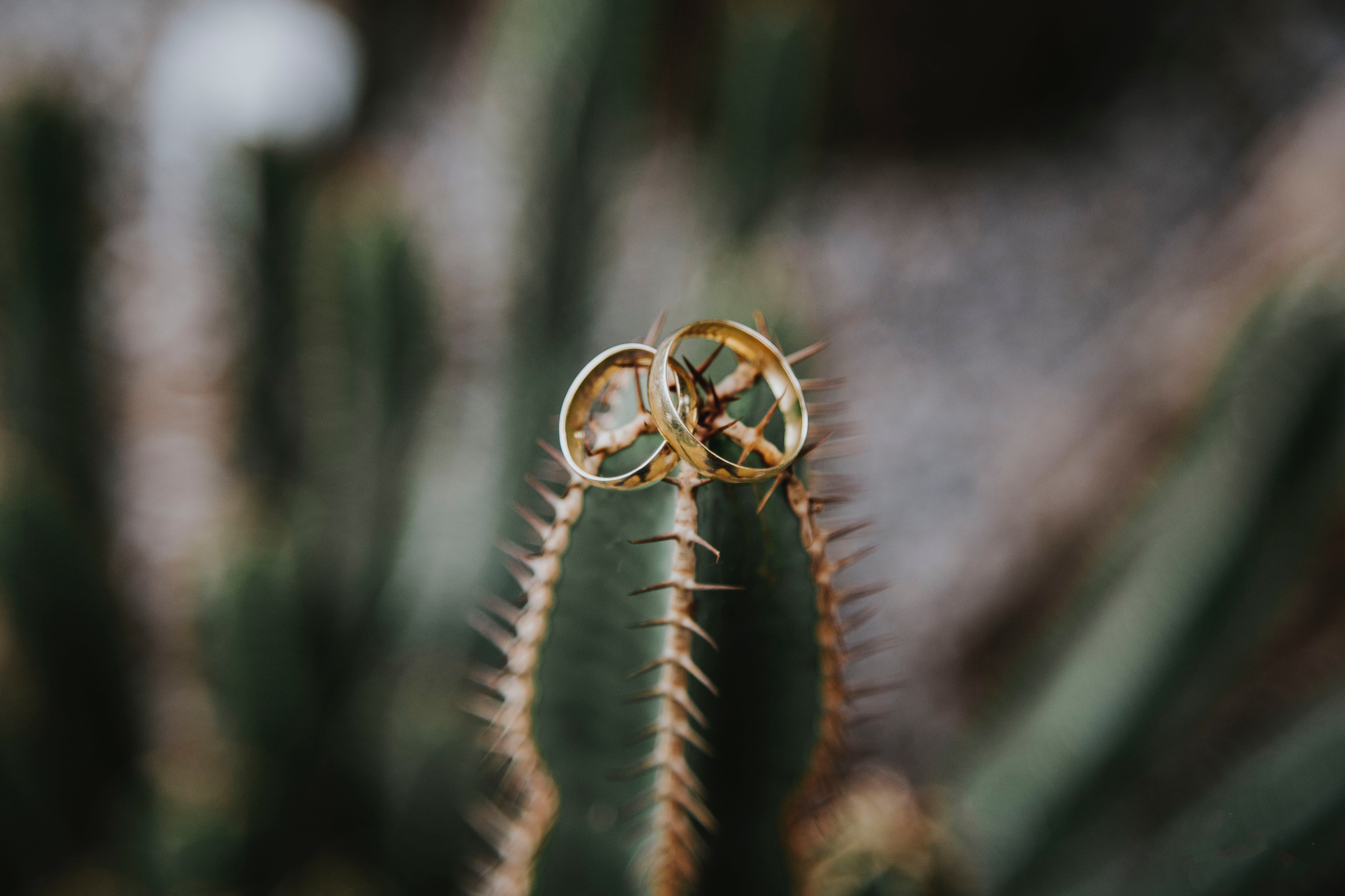 love, wedding, rings